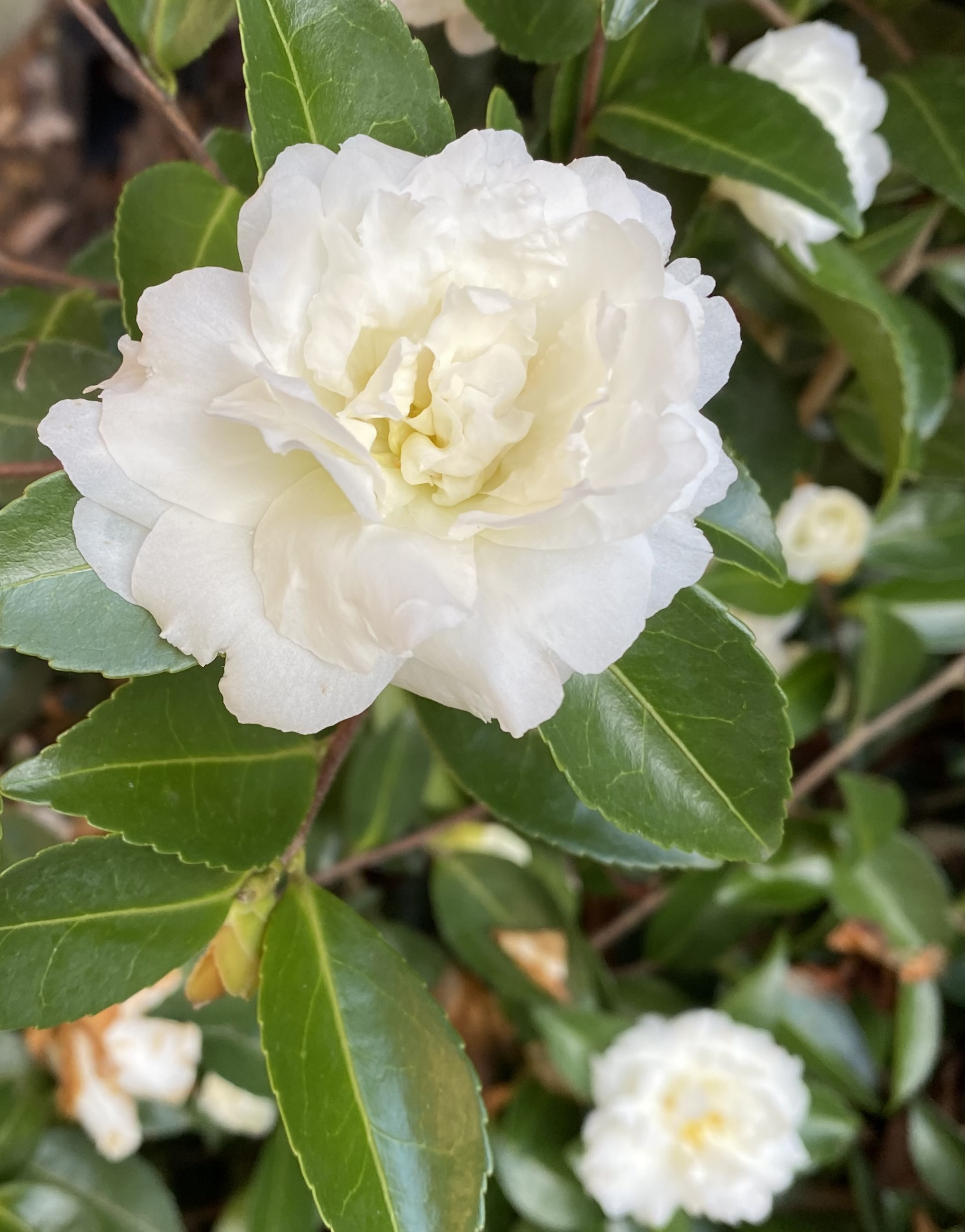 - Pecks column on camellias
2- Winter-blooming Camellia sasanqua 'White Doves'.jpg Dawn Meredith Peck