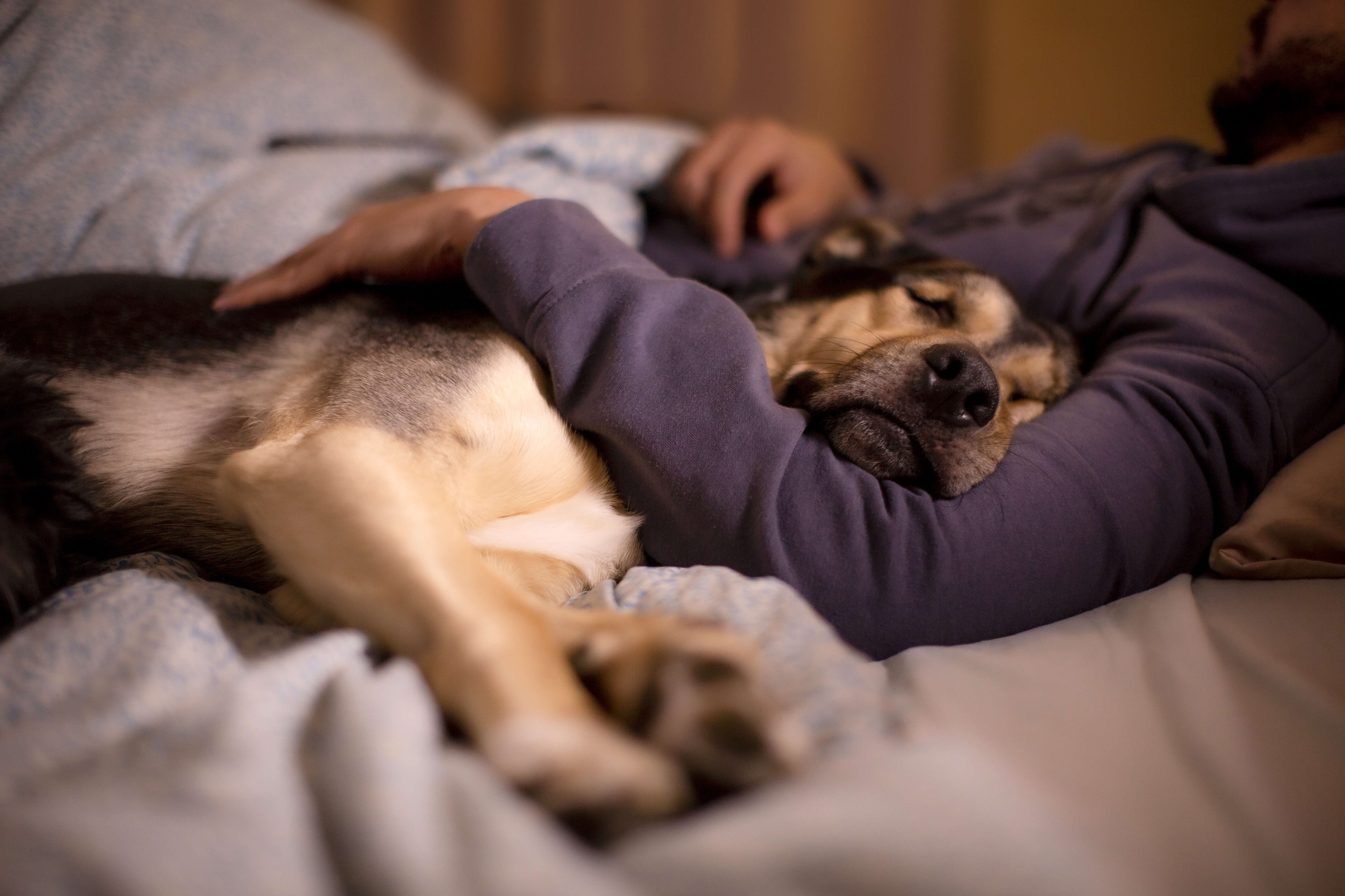 Do dogs like outlet sleeping in bed