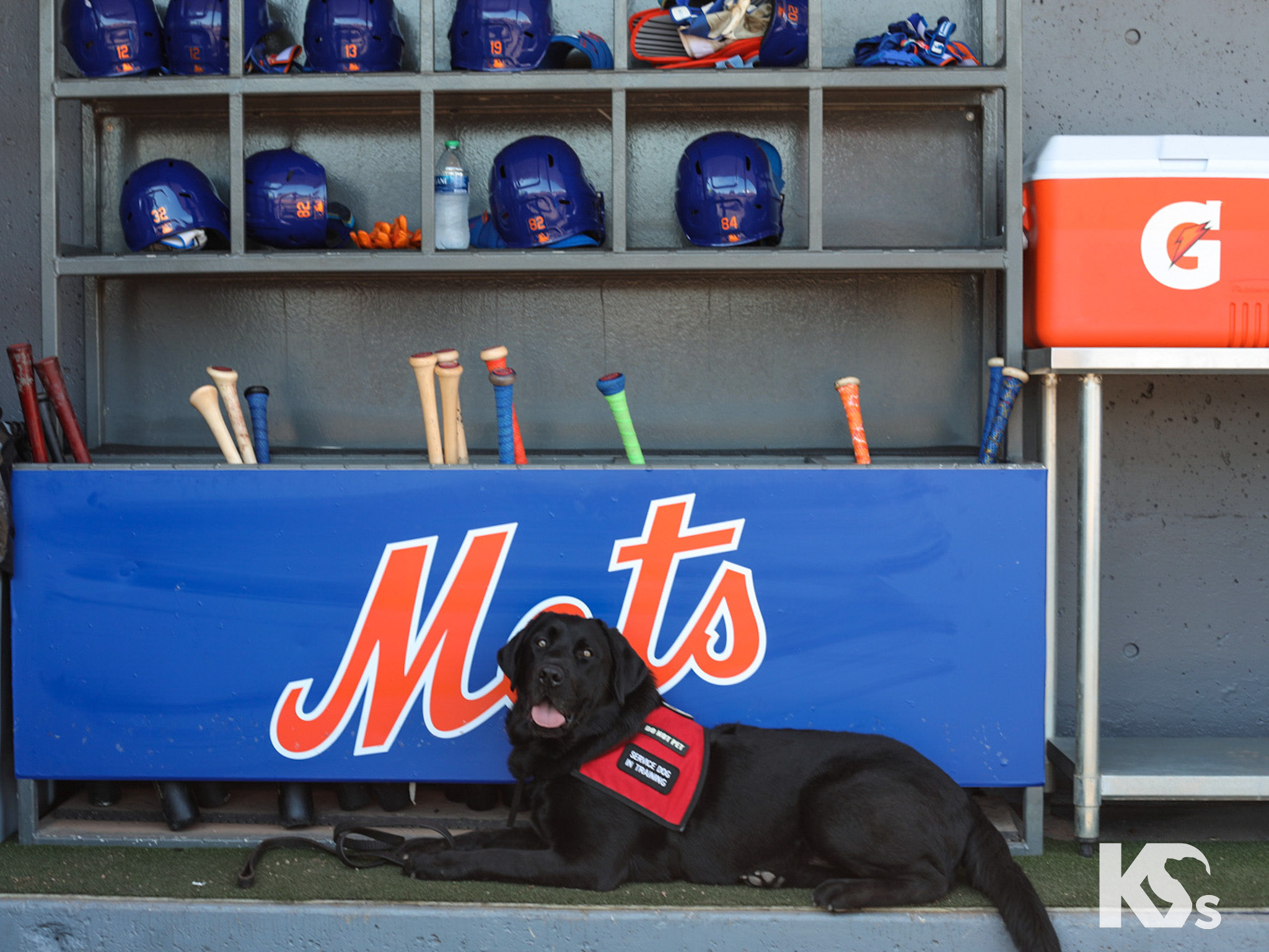 All Star Dogs: St. Lucie Mets Pet Products