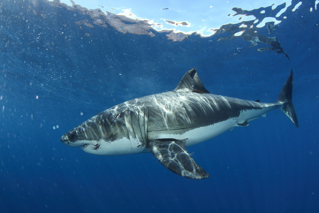 Report: Fishermen hook Great white shark off the coast of Seaside