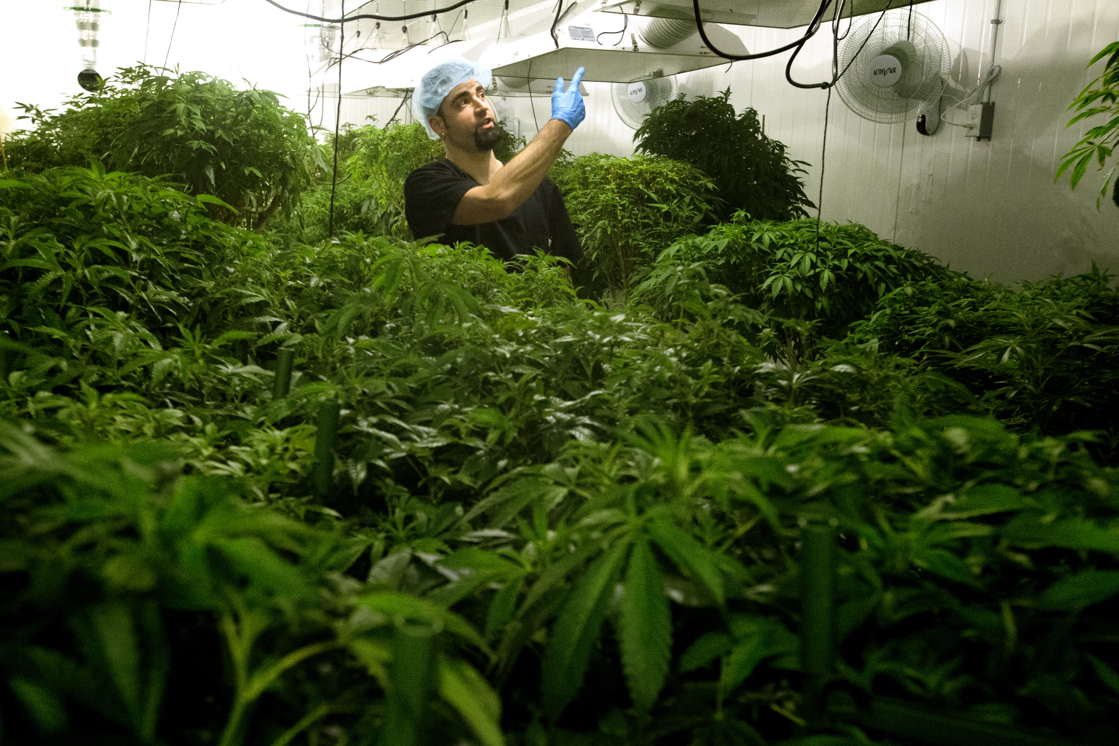 Tower Garden Marijuana, Aeroponic Cannabis, Tower Farm