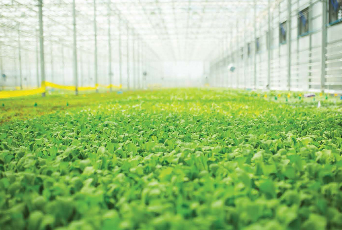 1.5M-square-foot hydroponic farm gets conditional use approval