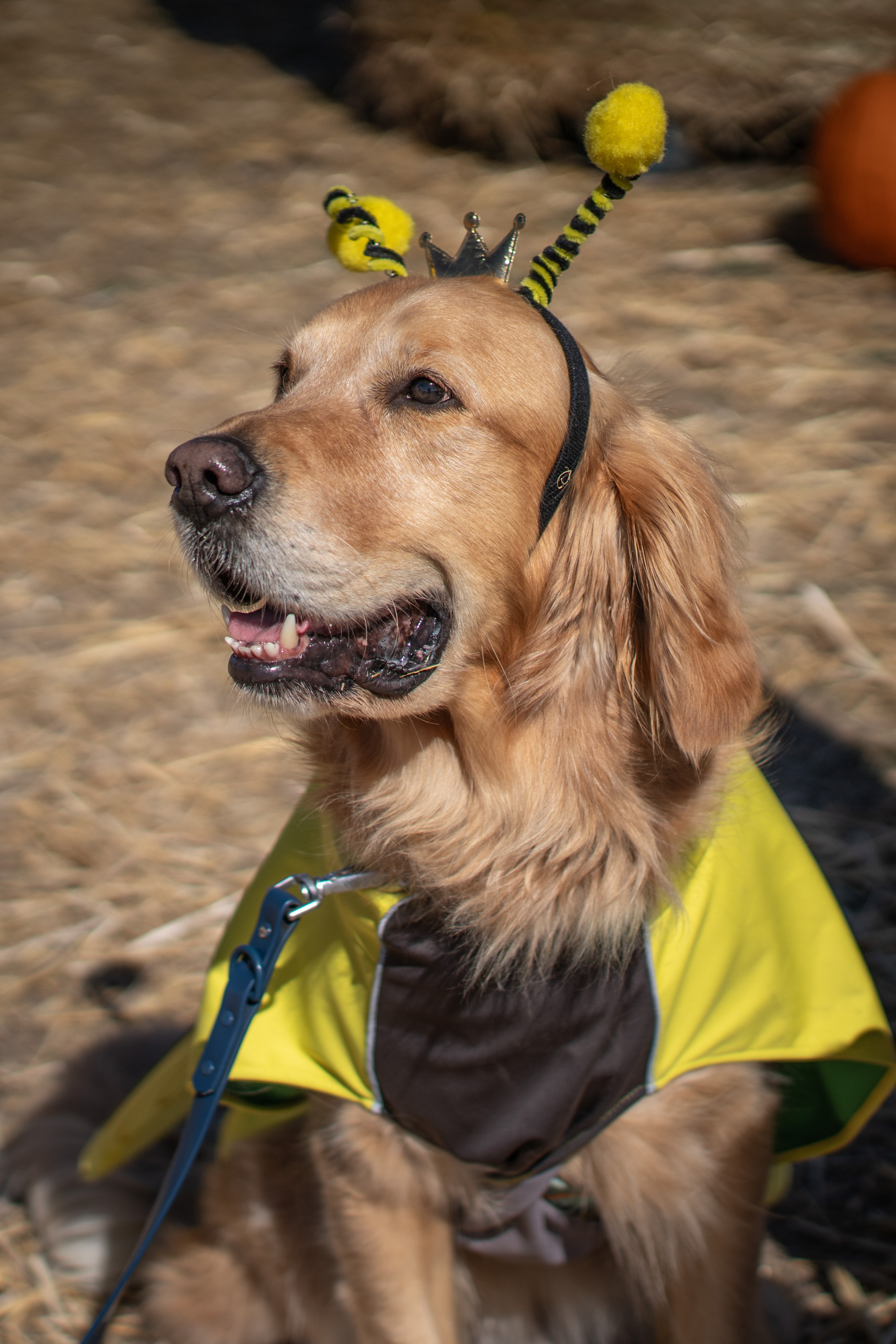 Dozens of golden retrievers take over Wilsonville pumpkin patch for Halloween meetup