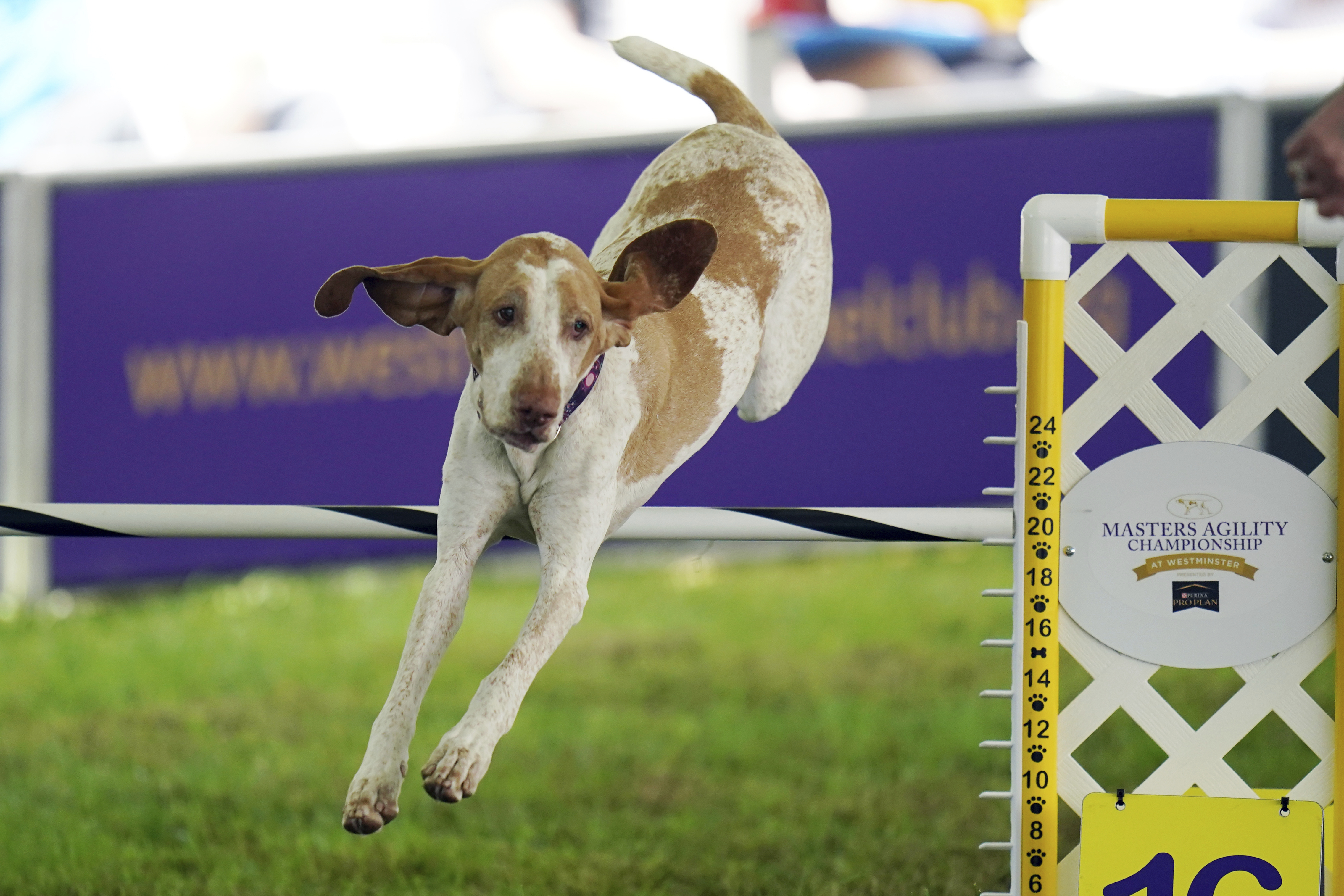 American Kennel Club National Championship' free live stream: How to watch  online without cable 