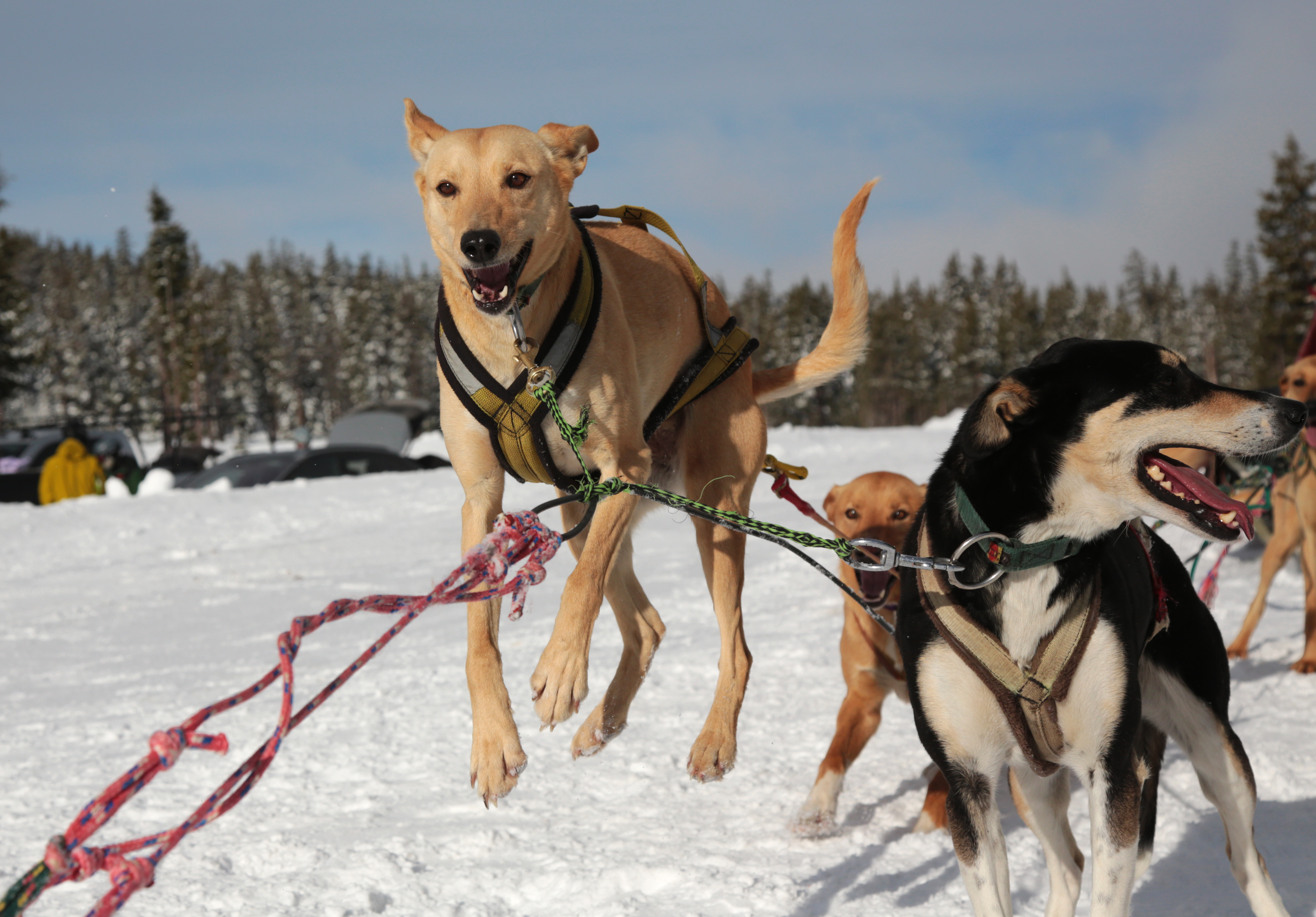 Dog sled rides offer wild winter fun at Mt. Bachelor – Here is