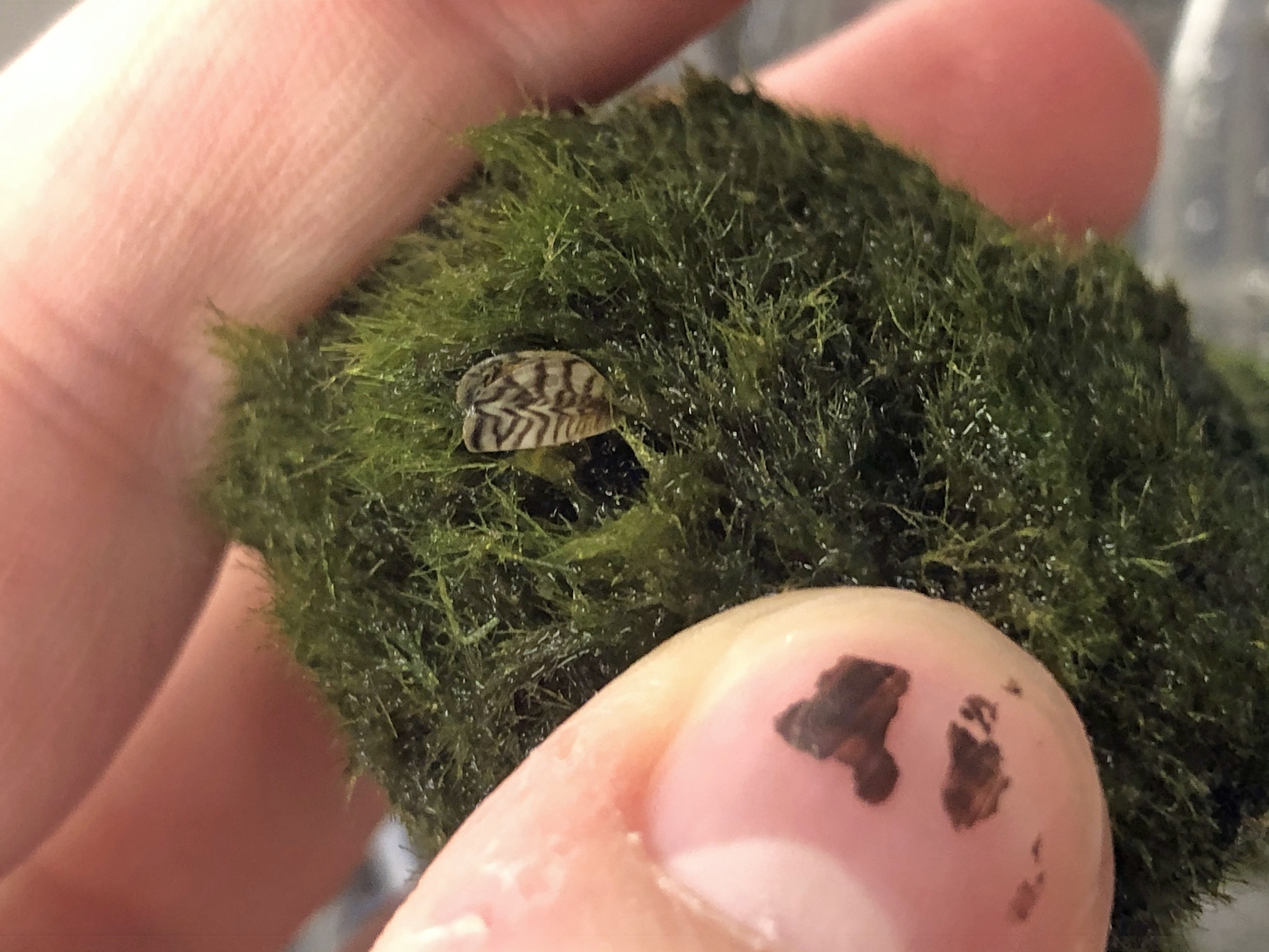 Aquarium moss balls contaminated with invasive species found in Virginia