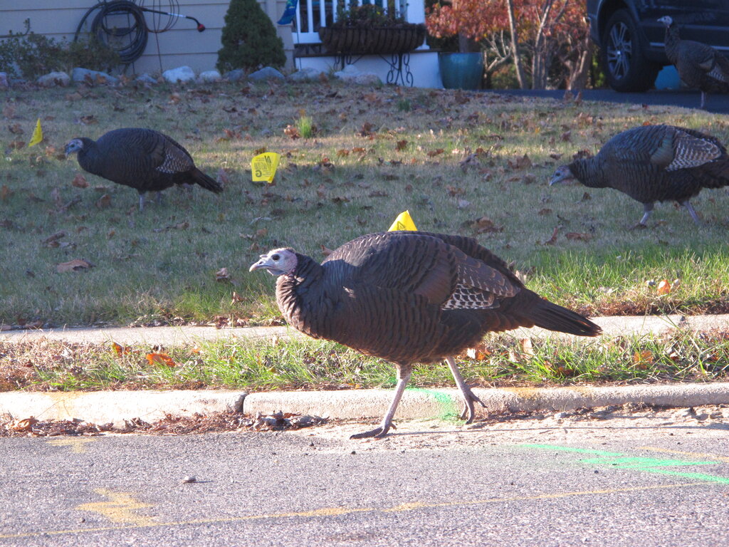 Mail carrier accused of beating wild turkey to death, but it might’ve