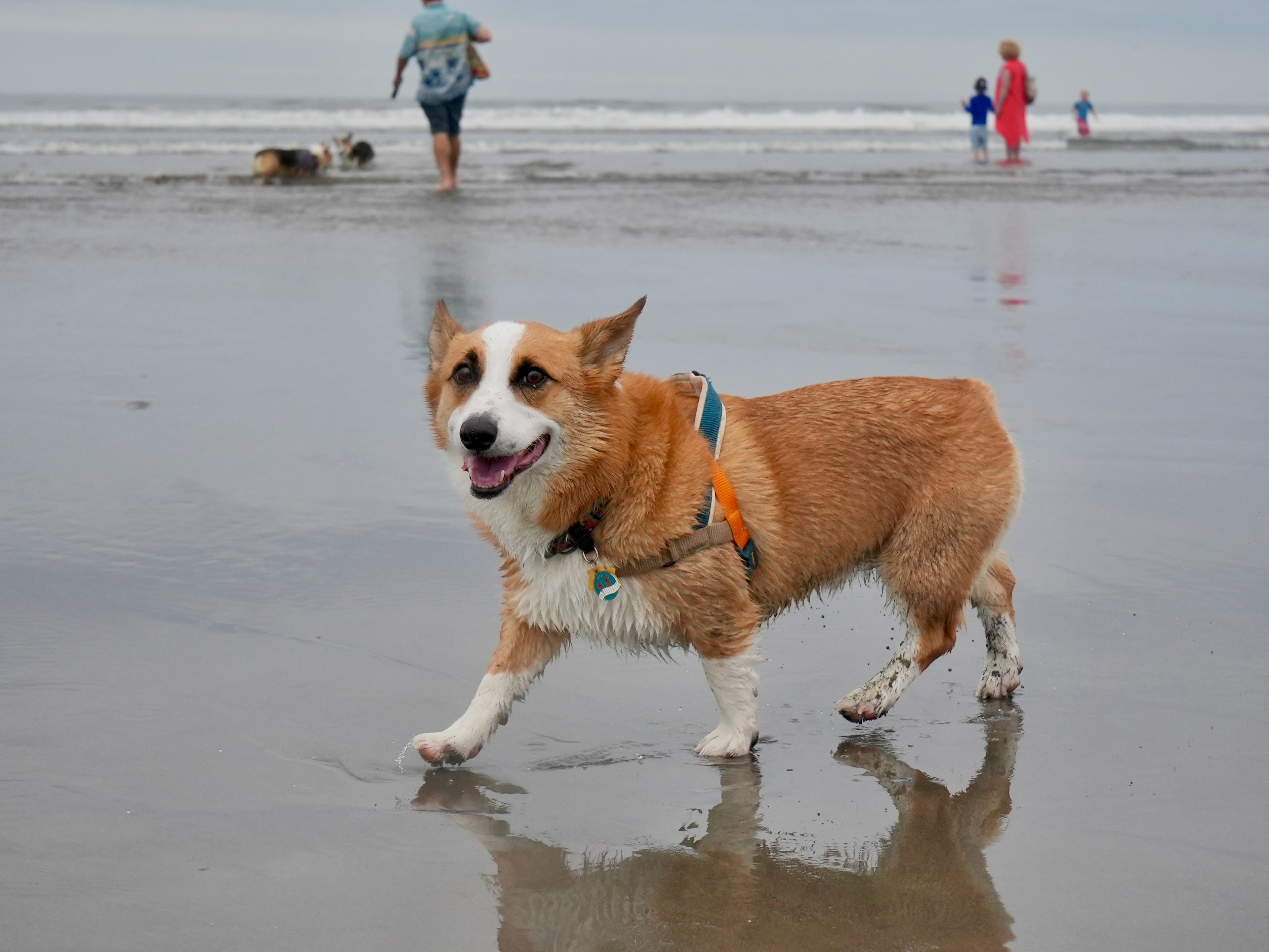 Corgi Beach Takeover - oregonlive.com