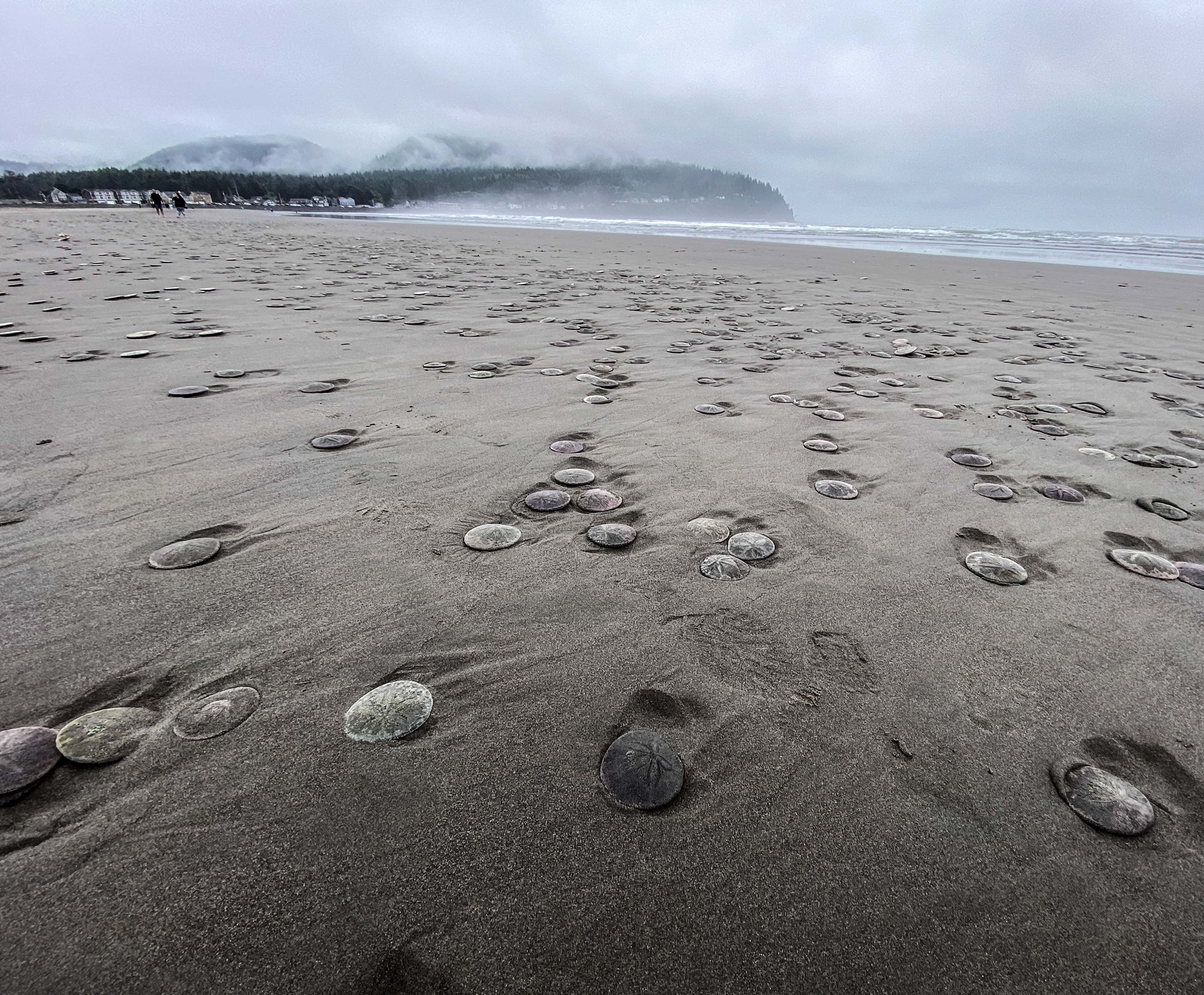 Thousands of live sand dollars wash up on Oregon coast at Seaside 