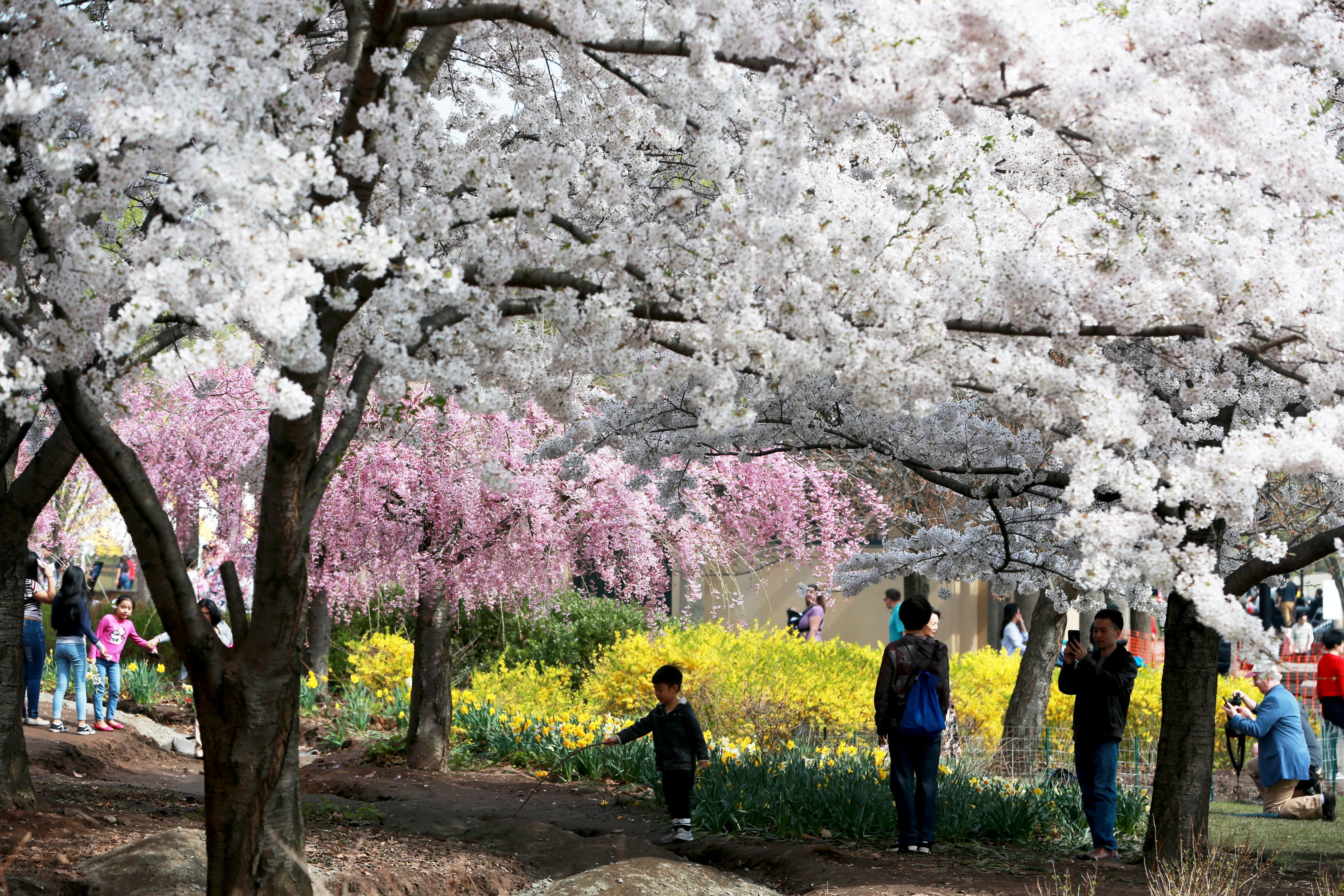 Places to see cherry blossoms near Jersey City NJ
