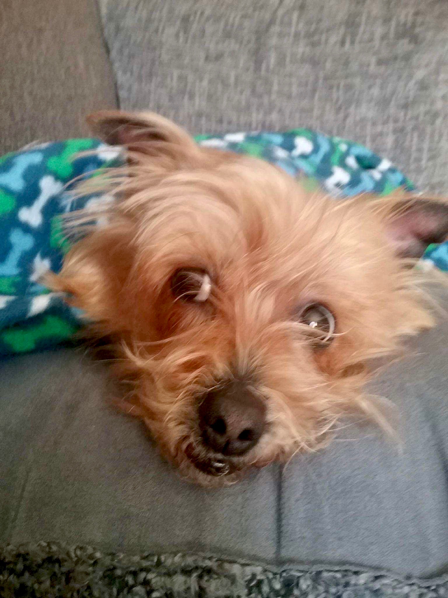 animal rescue near me wildlife