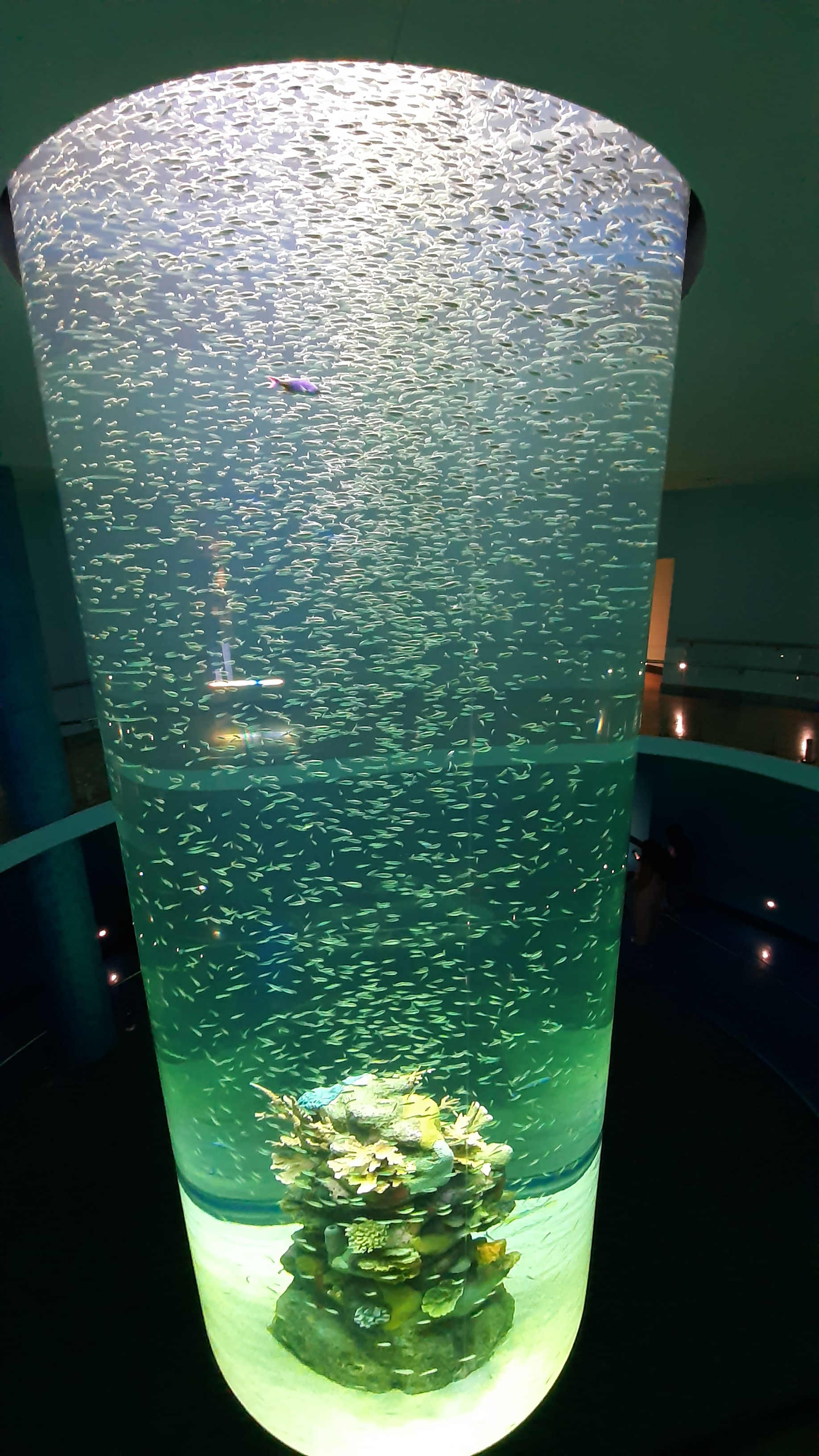 Mississippi Aquarium 