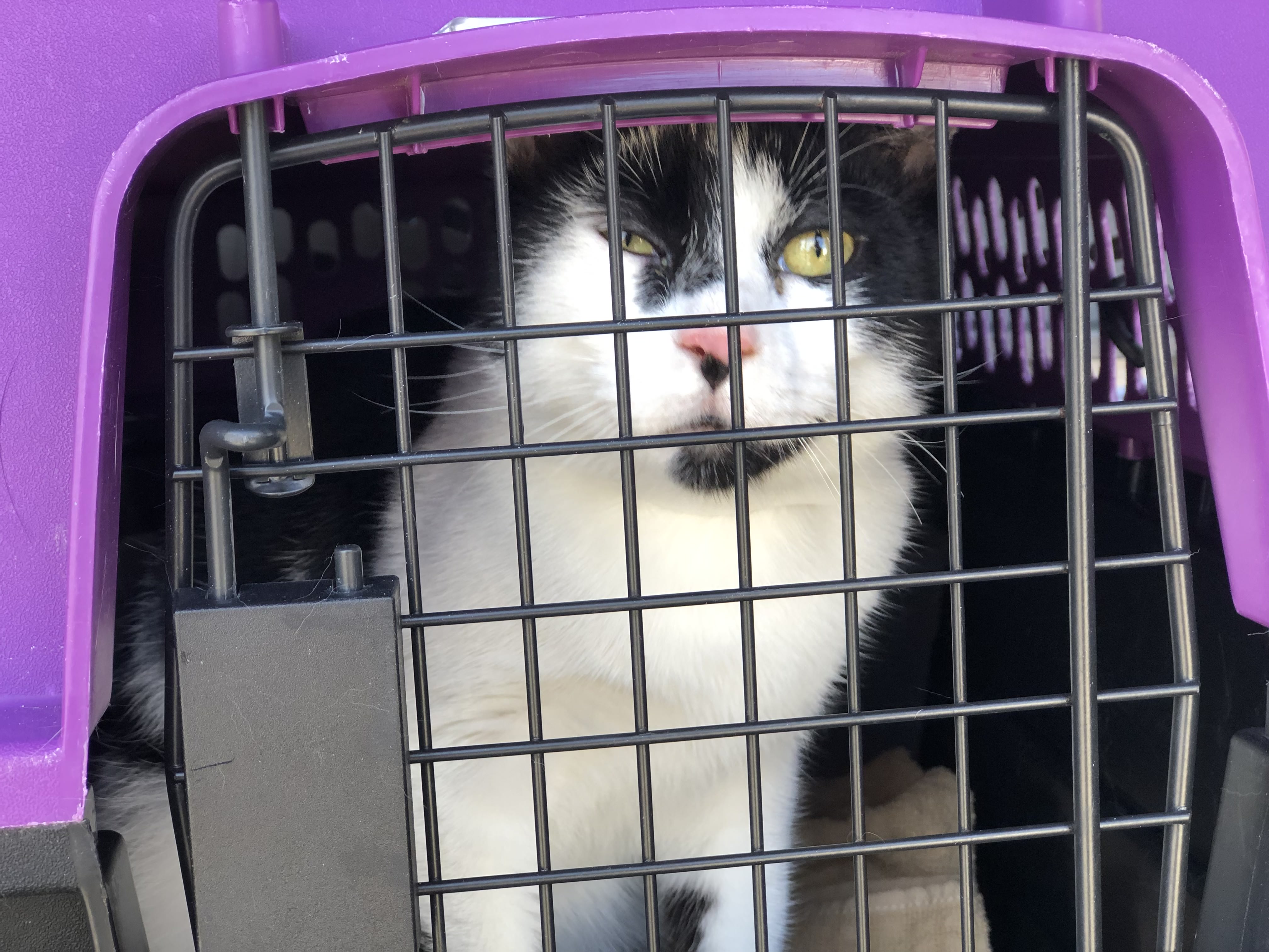 32 cats relocated to Mass. from South Carolina by MSPCA and NEAS as ...