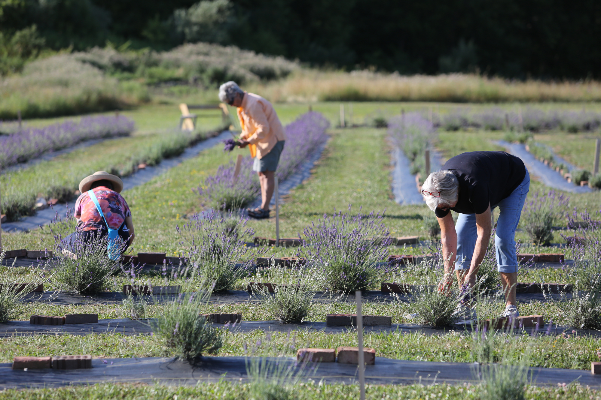 Lavender Trails Farm in Orrville