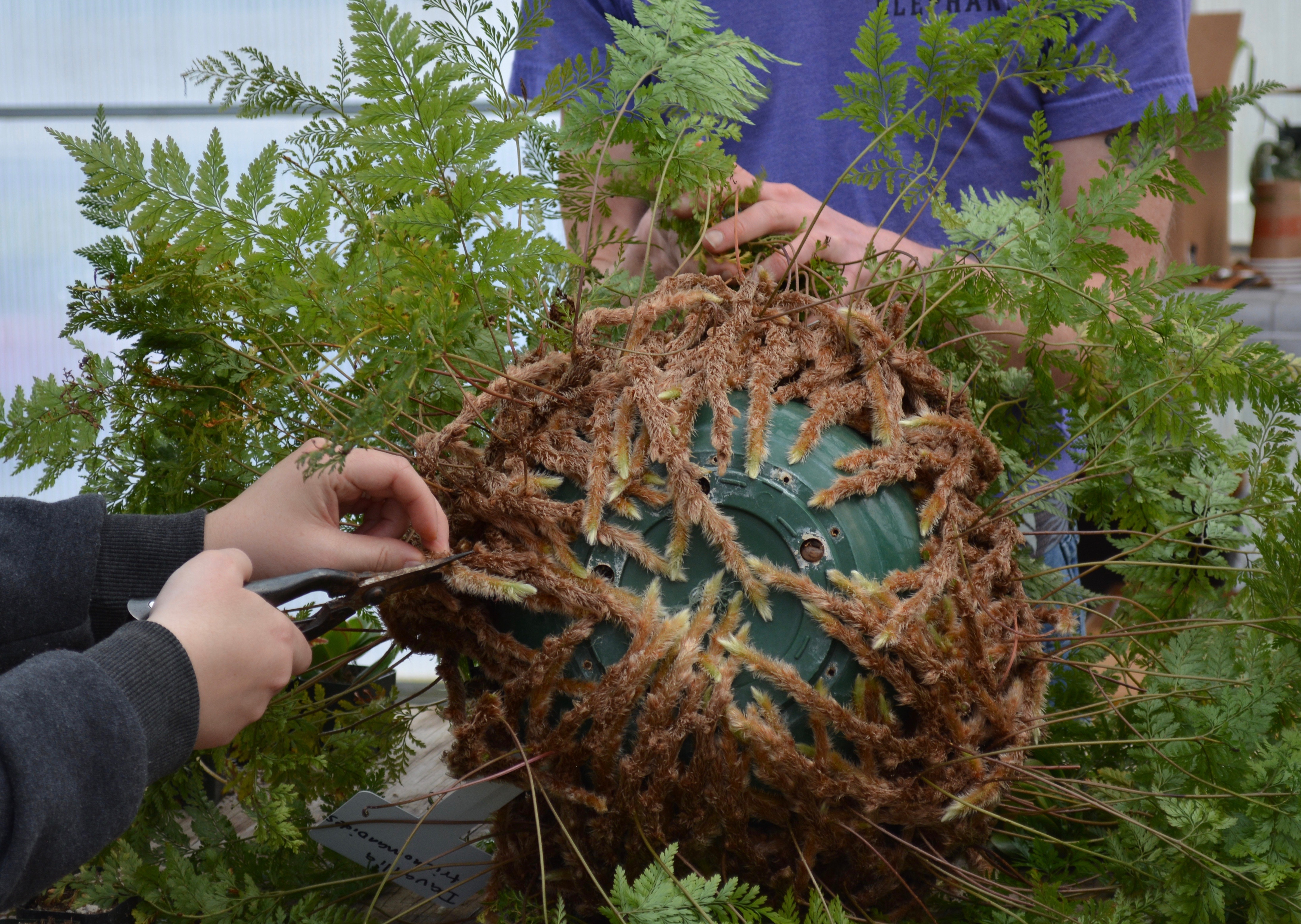 Propagate Learning Learning to propagate plants - oregonlive.com