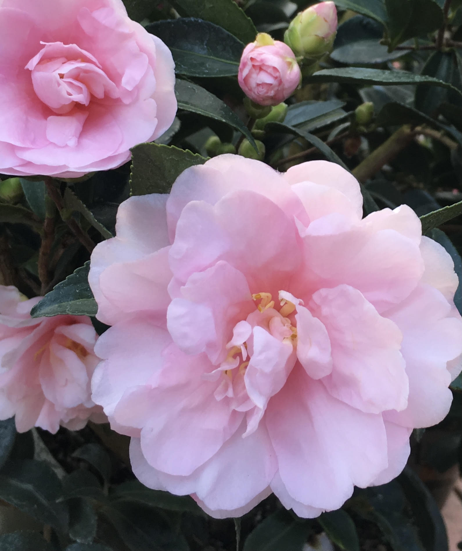 This camellia has feathery pink petals.