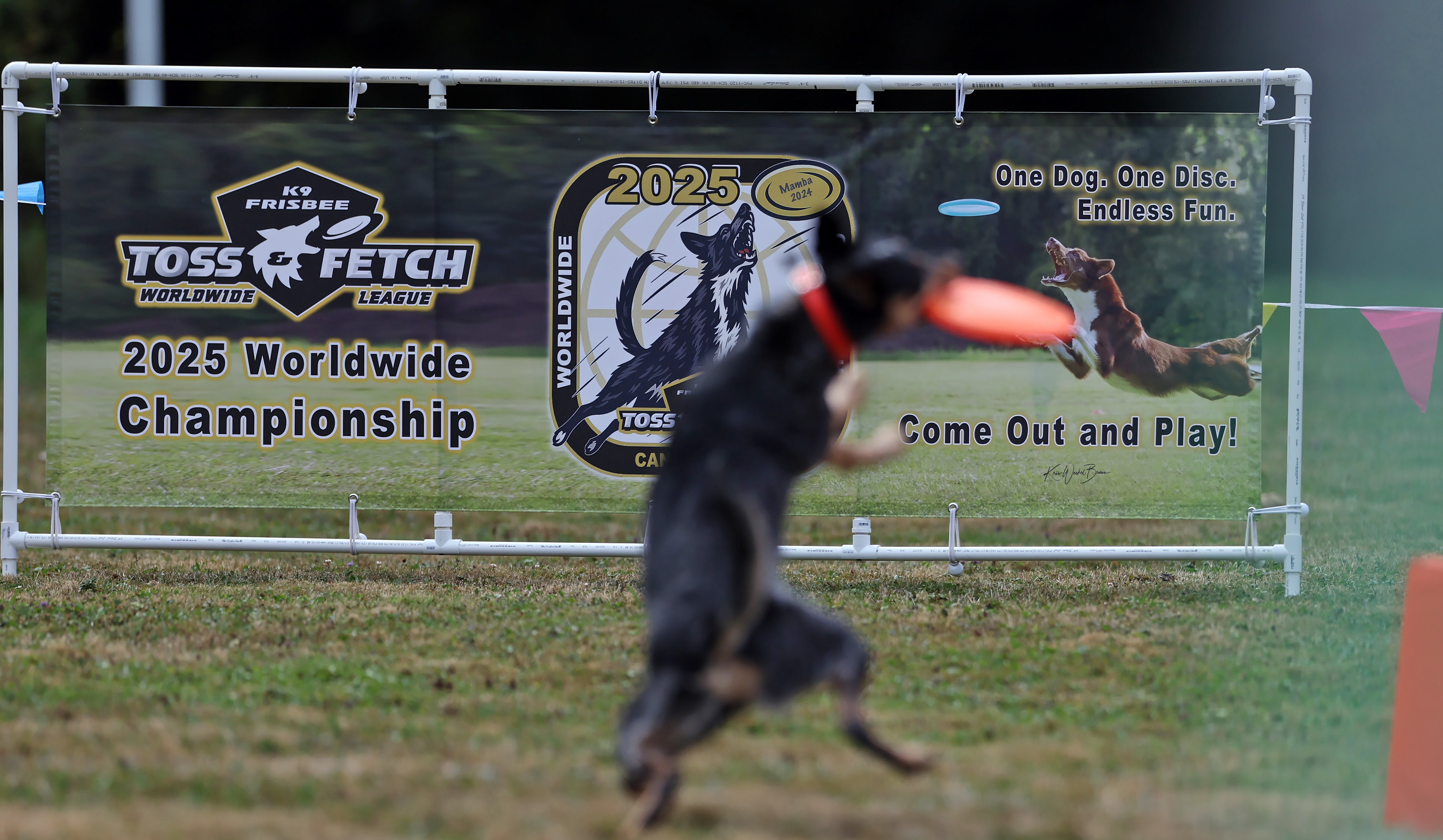 K9 Frisbee Toss & Fetch Worldwide Championship, September 6, 2025 ...