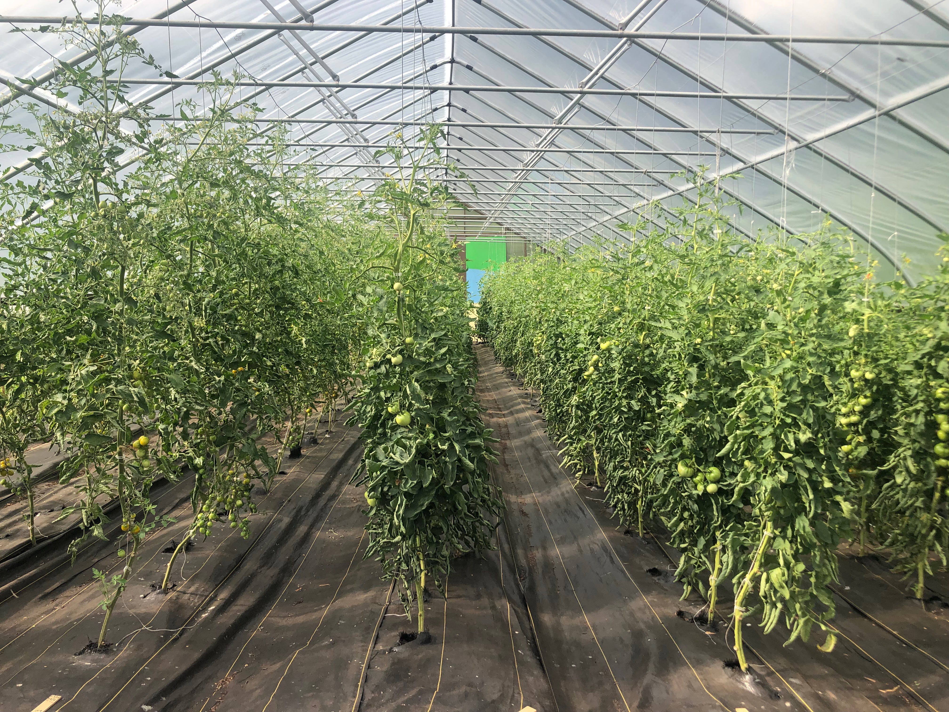 With a bumper crop of produce this summer, Snug Harbor's Heritage