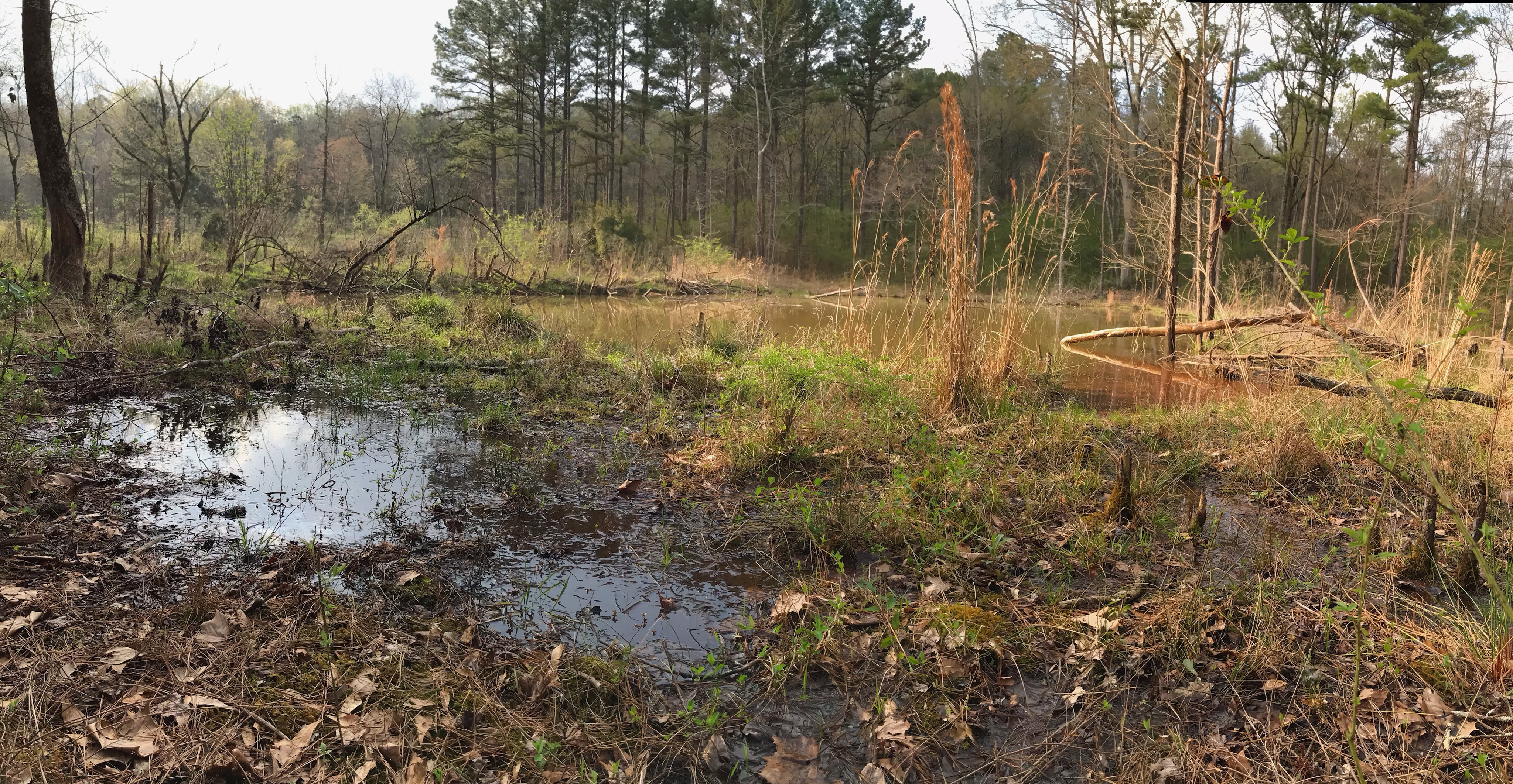 Beavers Engineer New Creek System At Ruffner Mountain Al Com