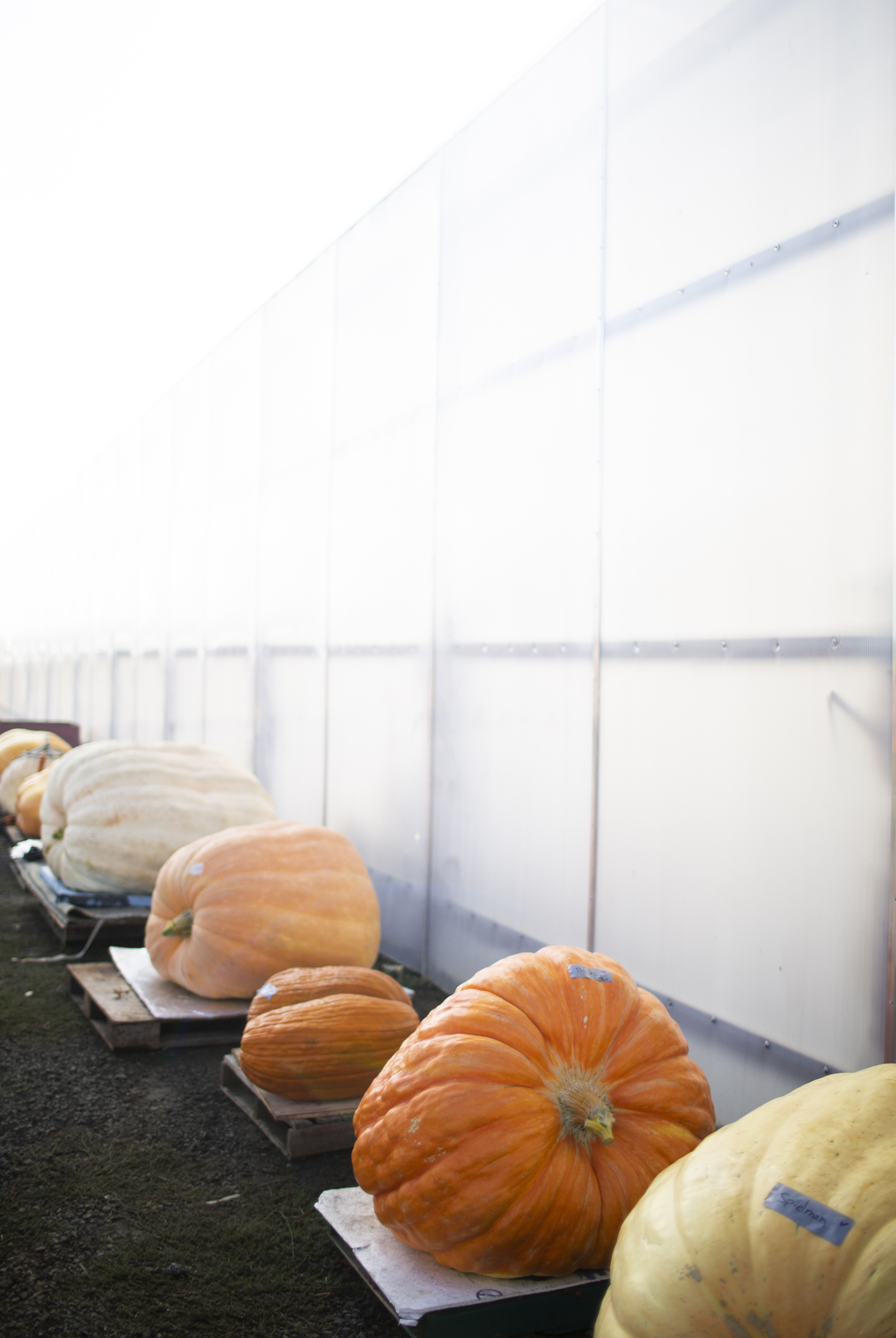 Great Pumpkin Weigh Off At Bauman Harvest Festival