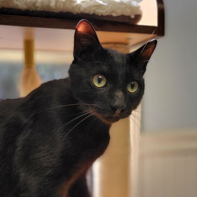 N.J. pets in need Nov.28, 2022