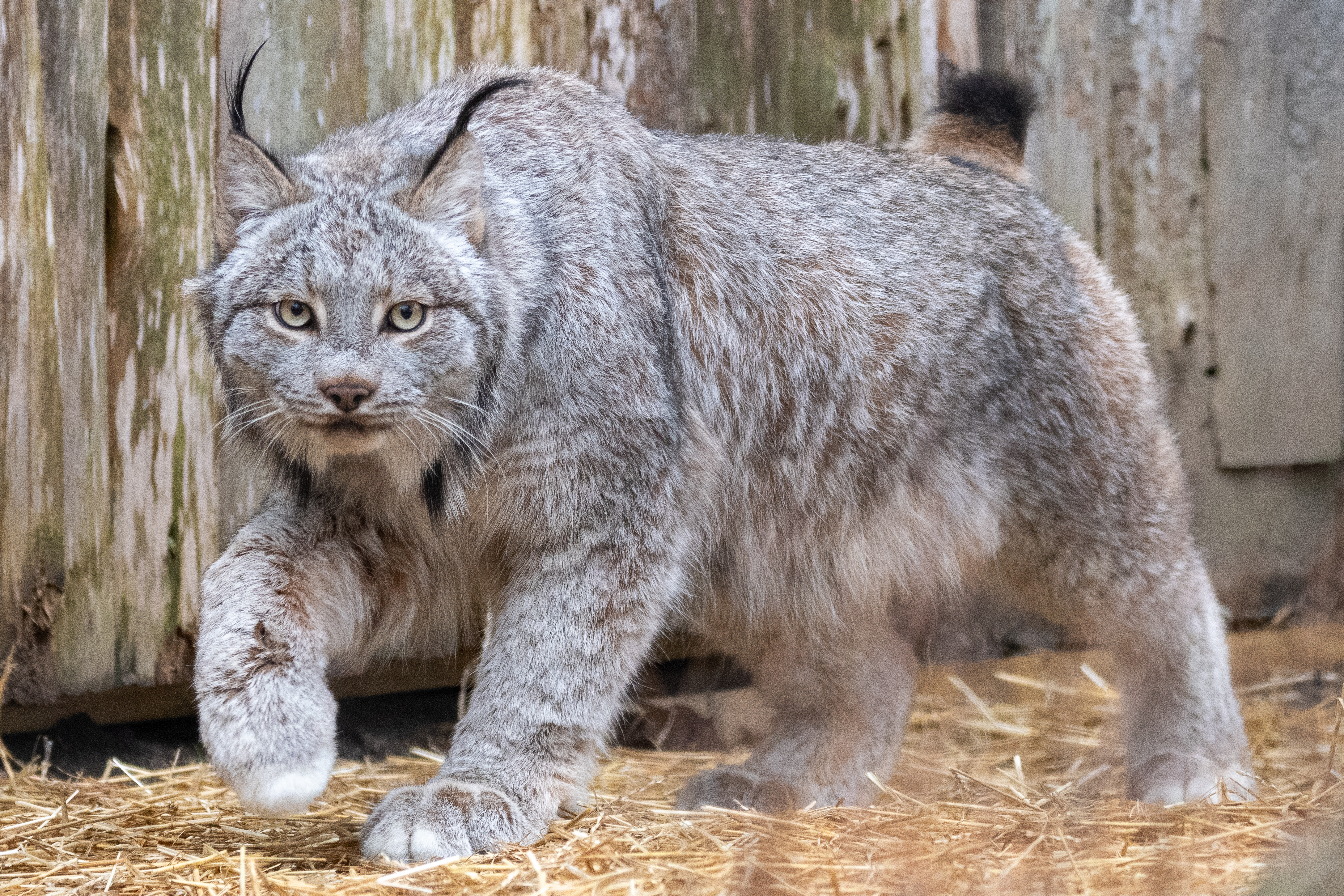 Lynx brothers Ragnar, Rollo find new home at Michigan zoo - mlive.com