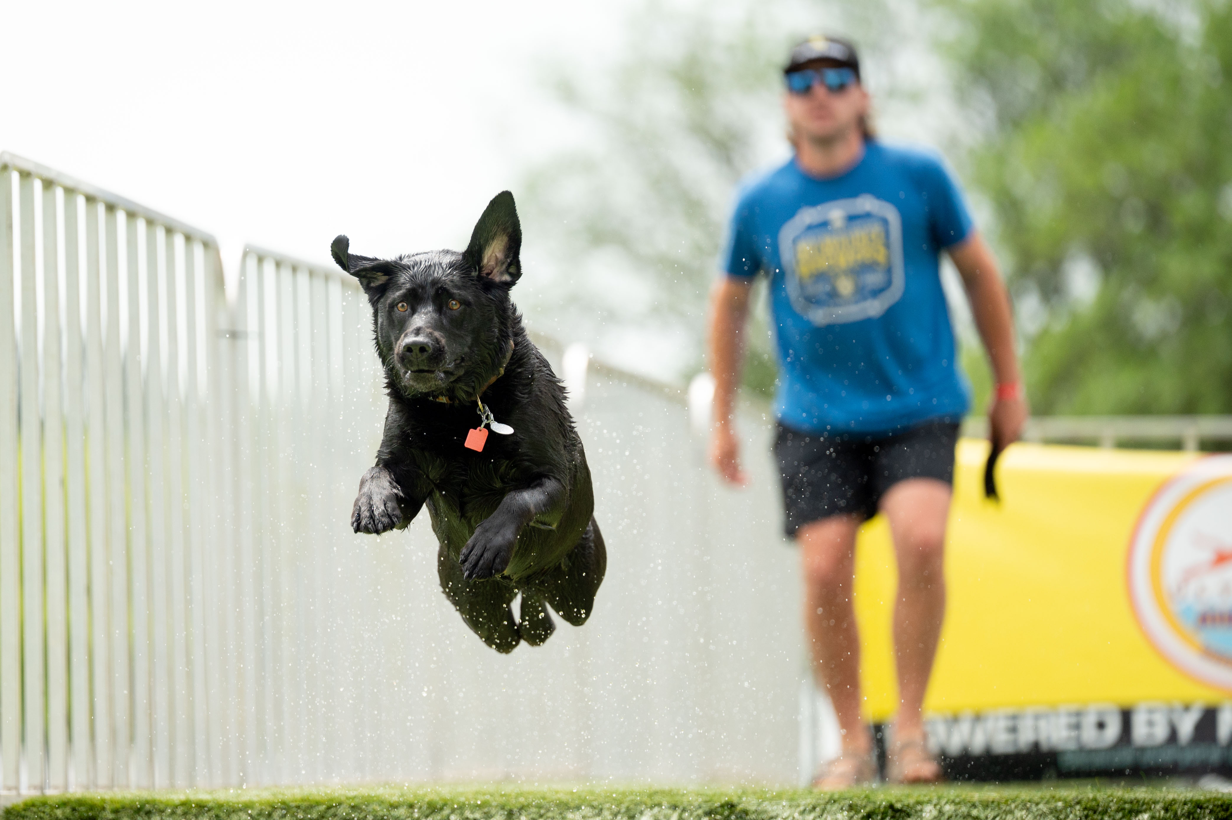 Dog lovers enjoy petting zoo, dock diving and more at Paws in the