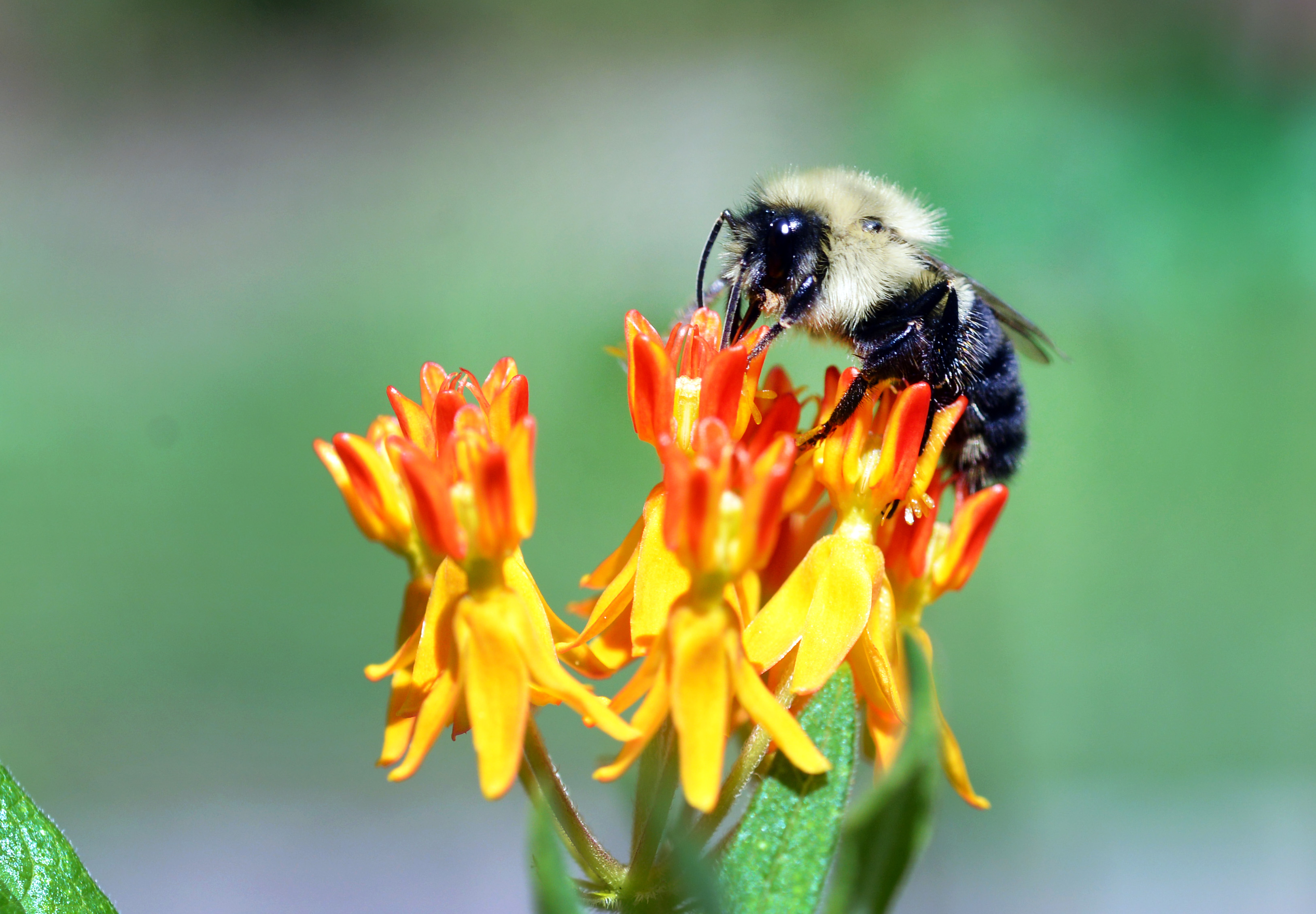 Pollinator gardens attract birds, bees