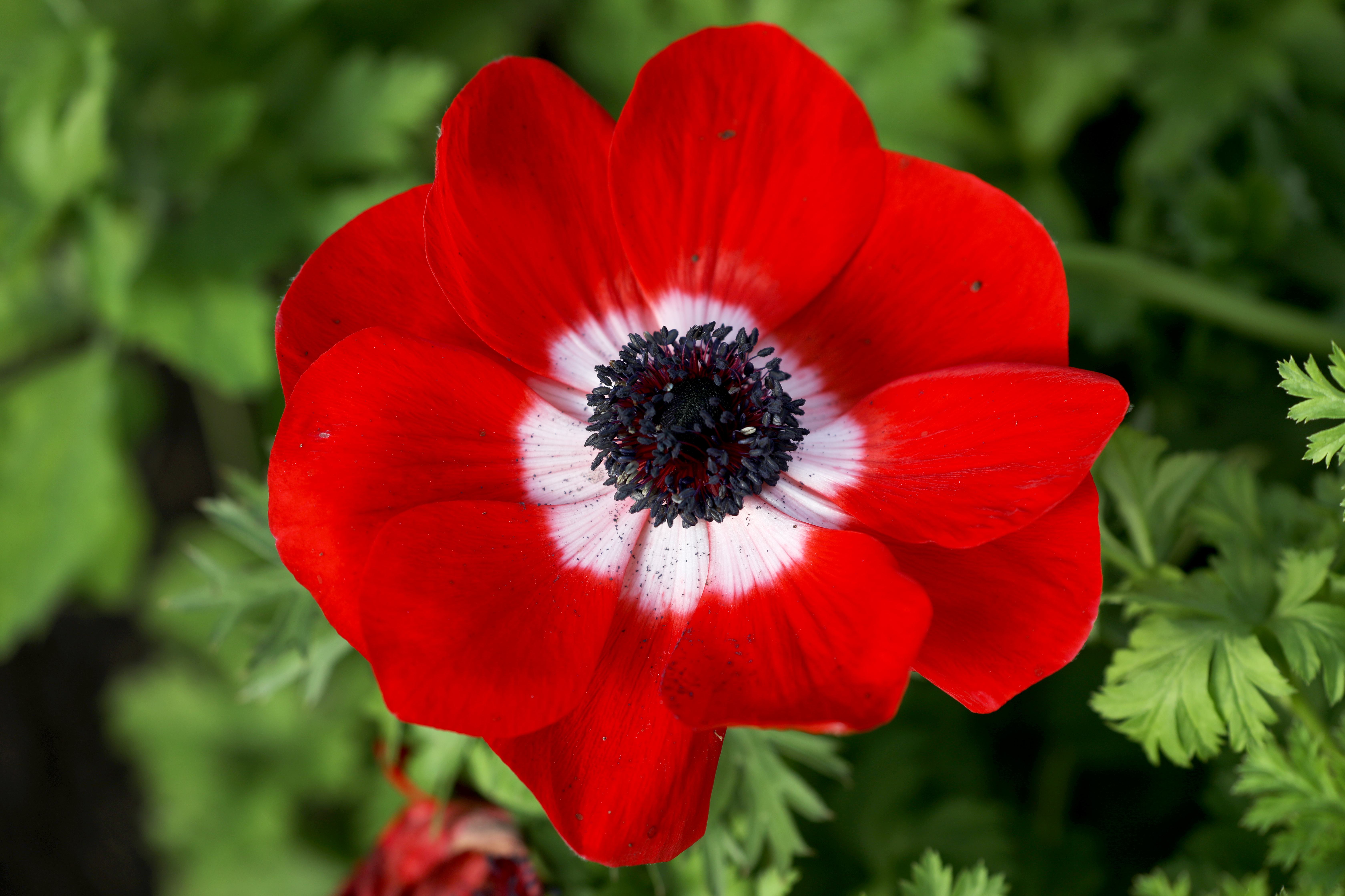 . farmer growing flowers a little greener thanks to grant to convert to  geothermal heat 