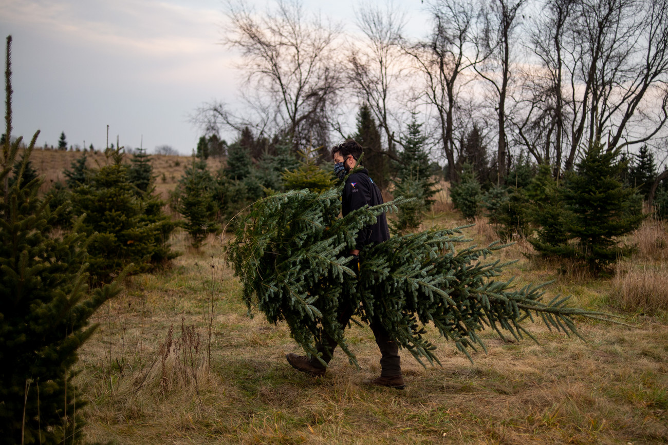 Urquhart Farms sees business boom as families stay home for the ...