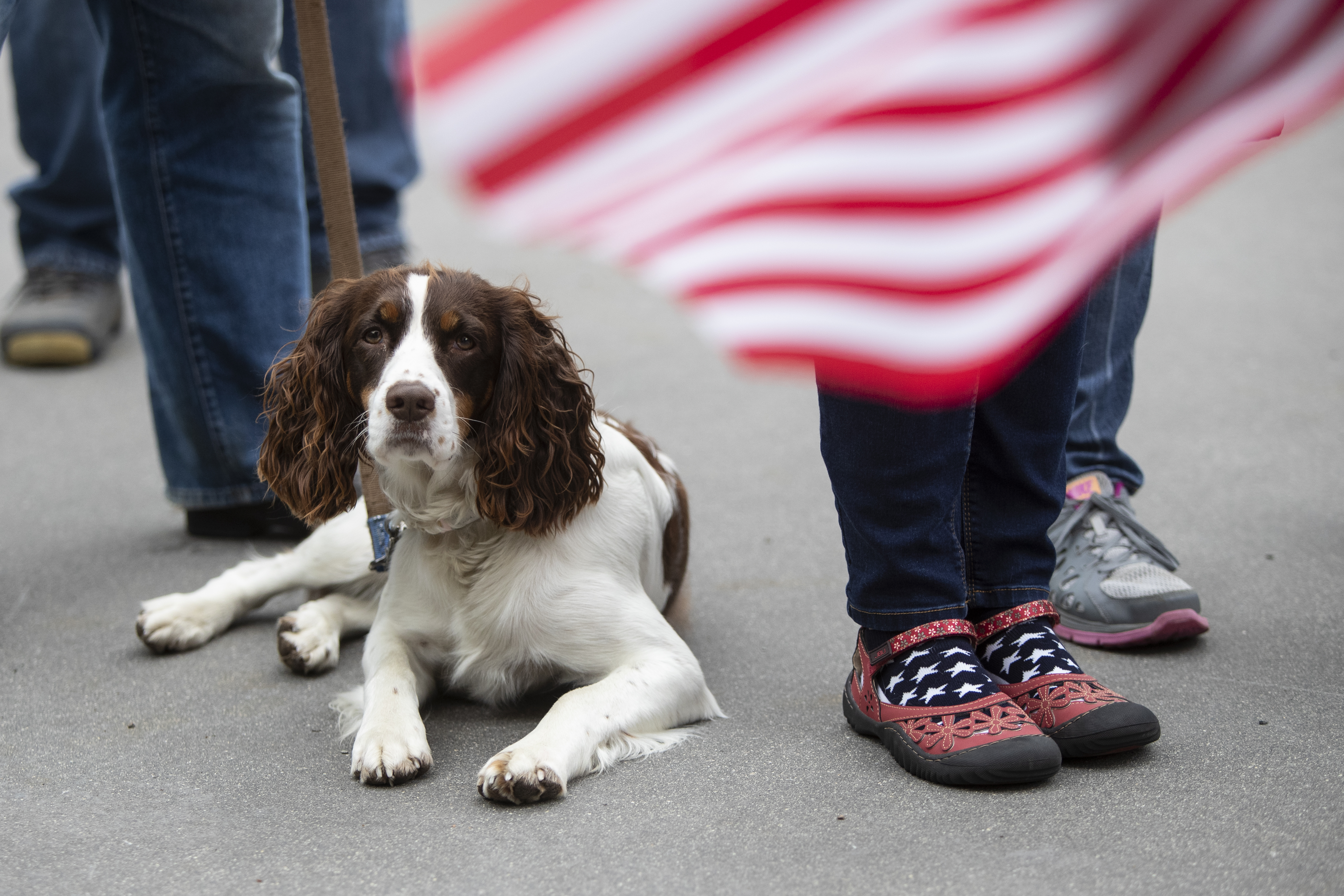 John Strauss' dog Valentine watches during the "American Patriot Rally-Sheriffs speak out" event at Rosa Parks Circle in downtown Grand Rapids on Monday, May 18, 2020. The crowd is protesting against Gov. Gretchen Whitmer's stay-at-home order. Strauss, who is from Rockford, said his dog was born on Valentine's Day a couple of years ago. (Cory Morse | MLive.com)