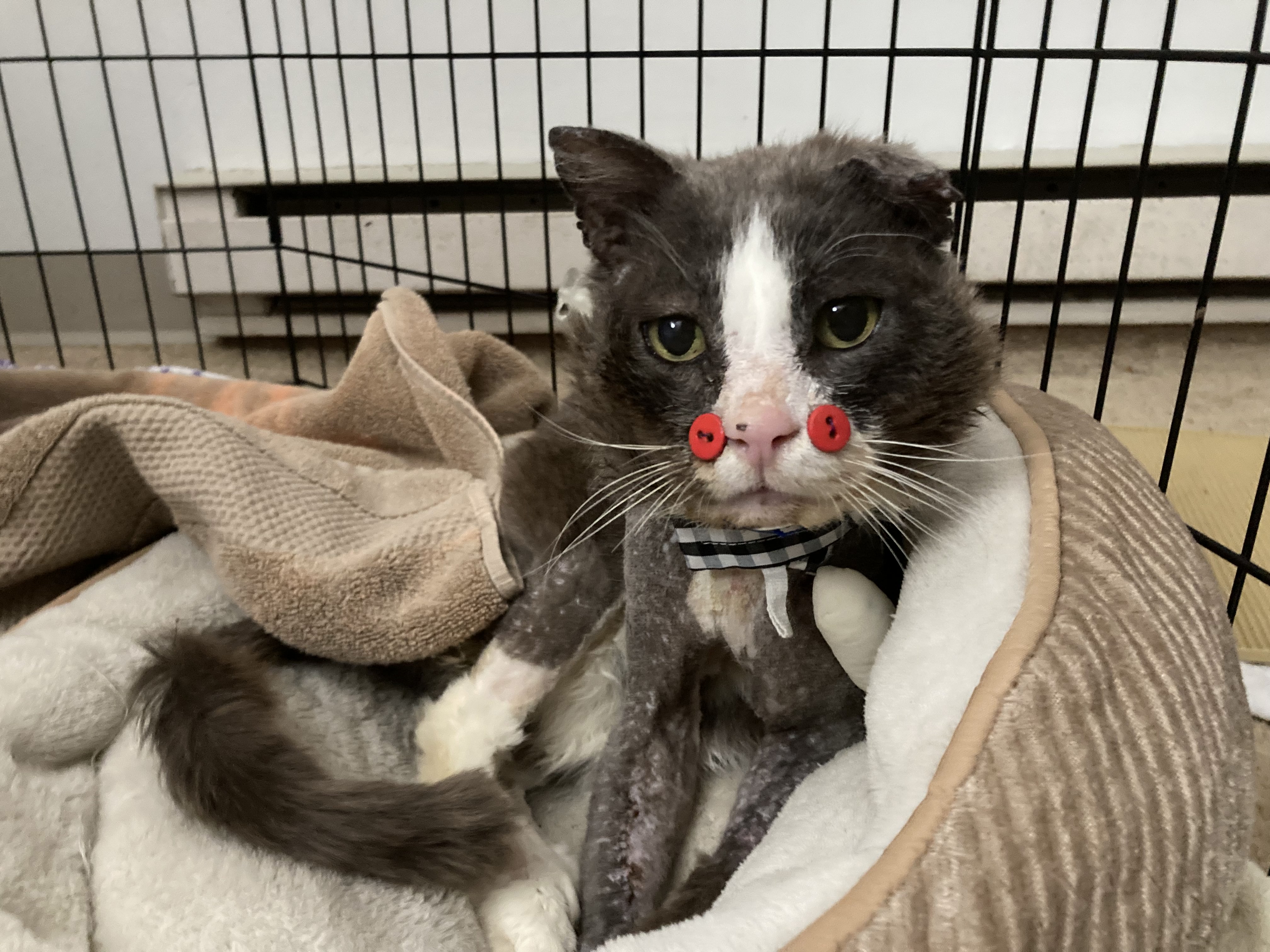 Mittens, 15-year-old Mass. cat recovered from severe injuries