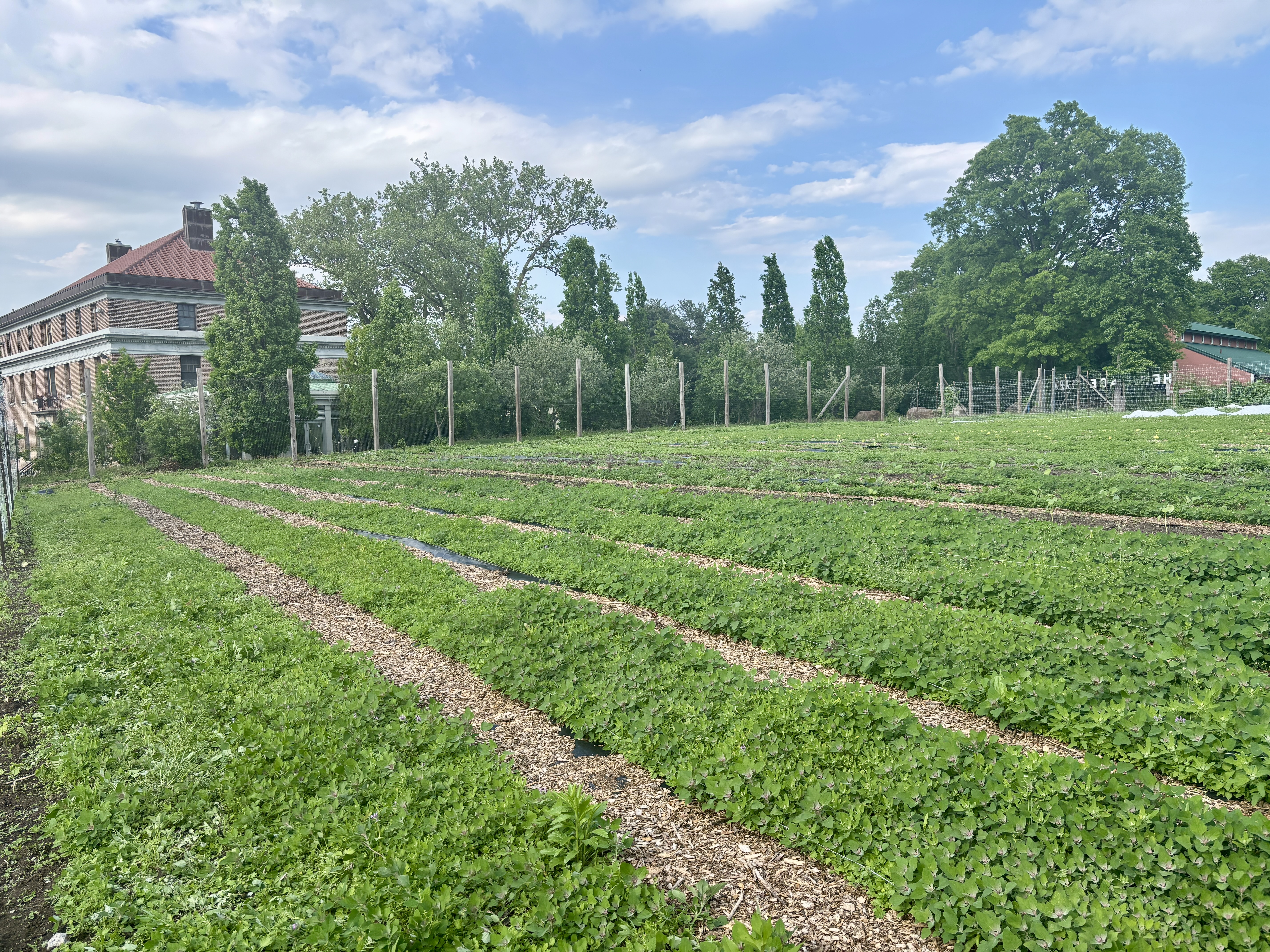 【ht_plants farm】 Grown on Staten Island: Farm stand opens for its first Saturday of