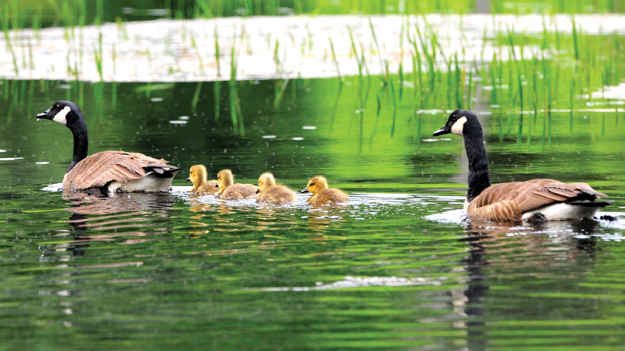 spring lake - nj.com