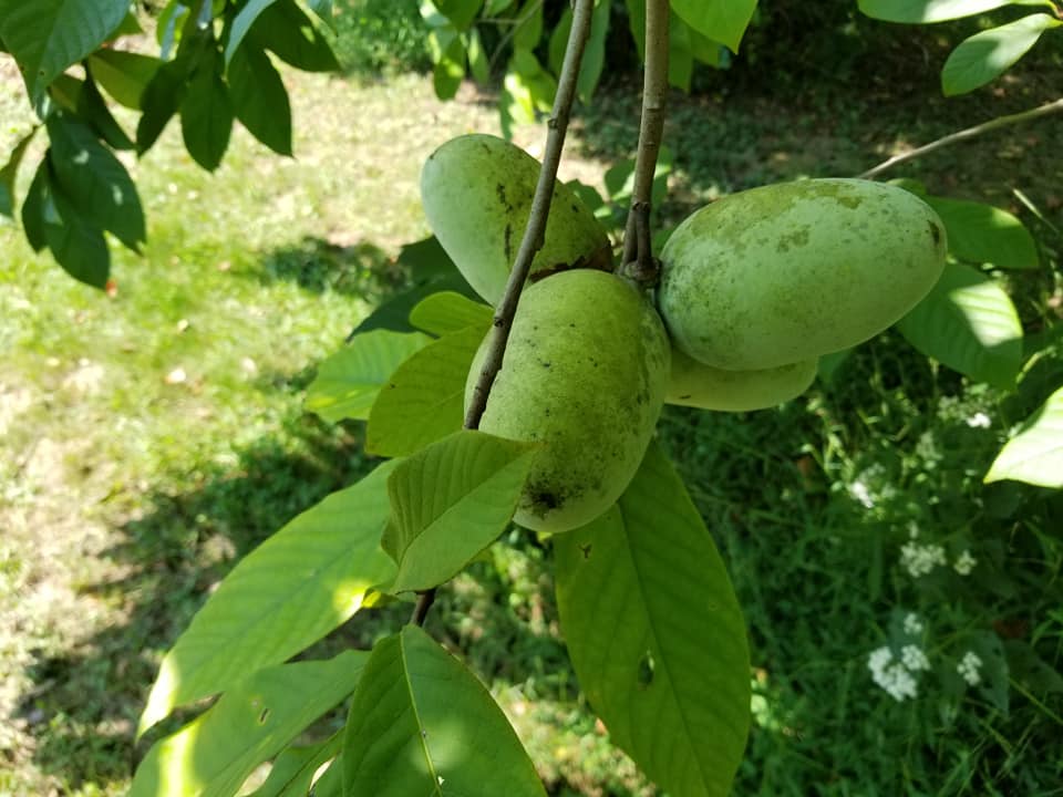 Största frukten som odlas på träd