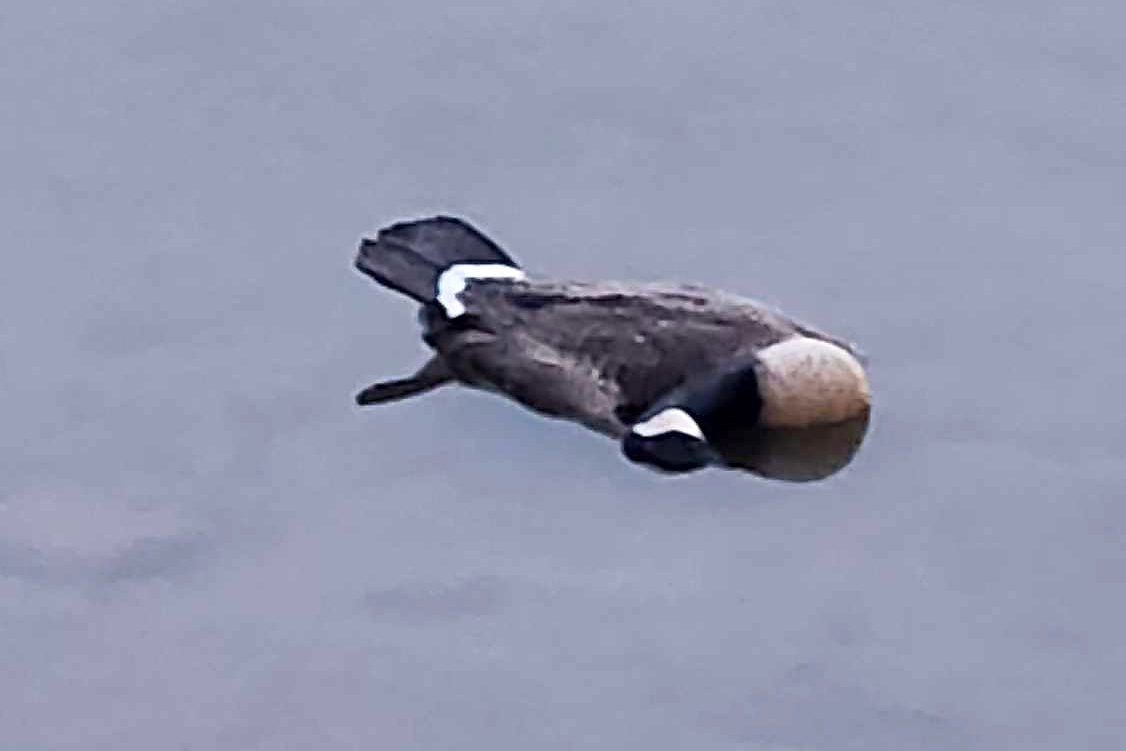 Dead geese found in Syracuse reservoir last month infected with