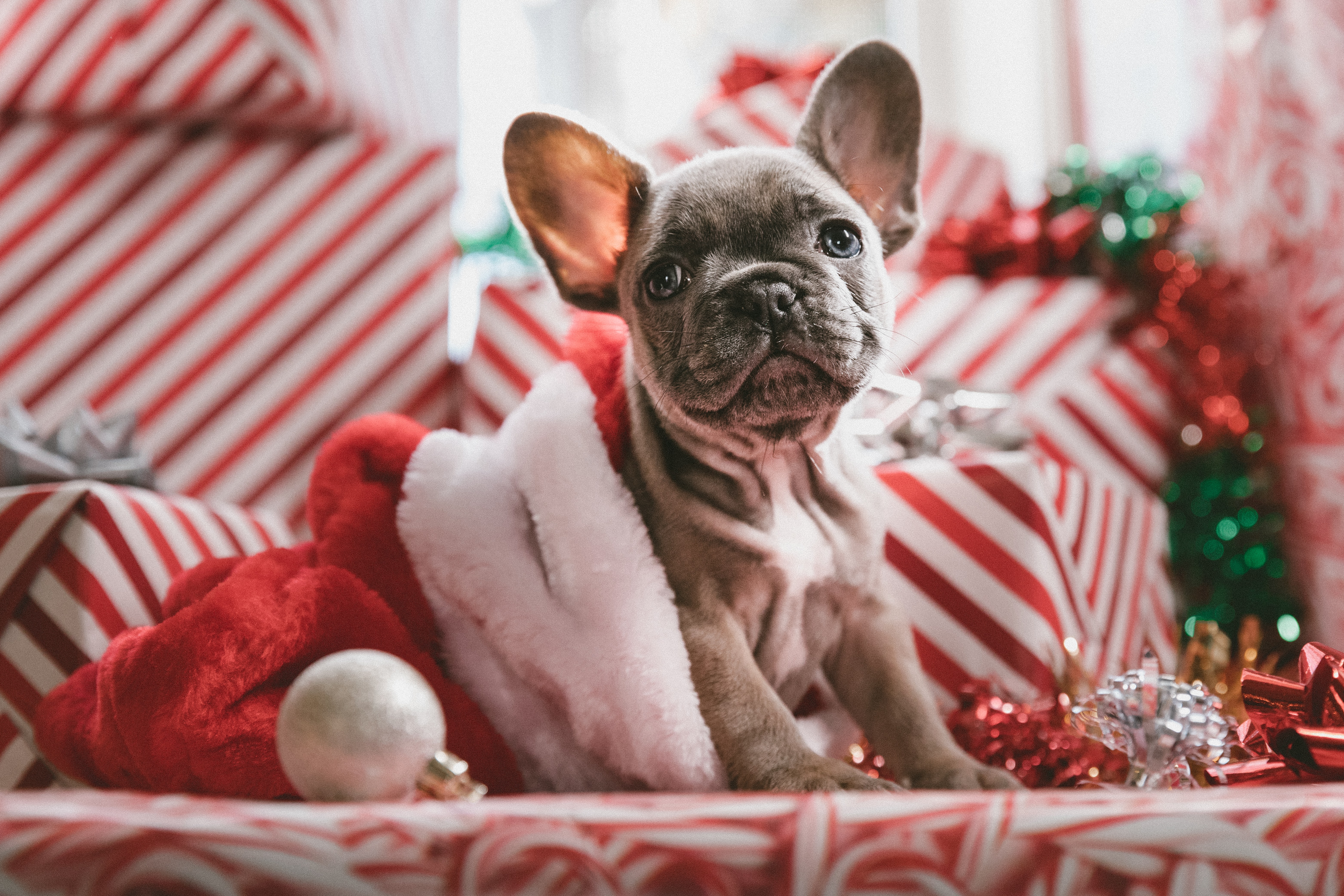 cyber monday puppies