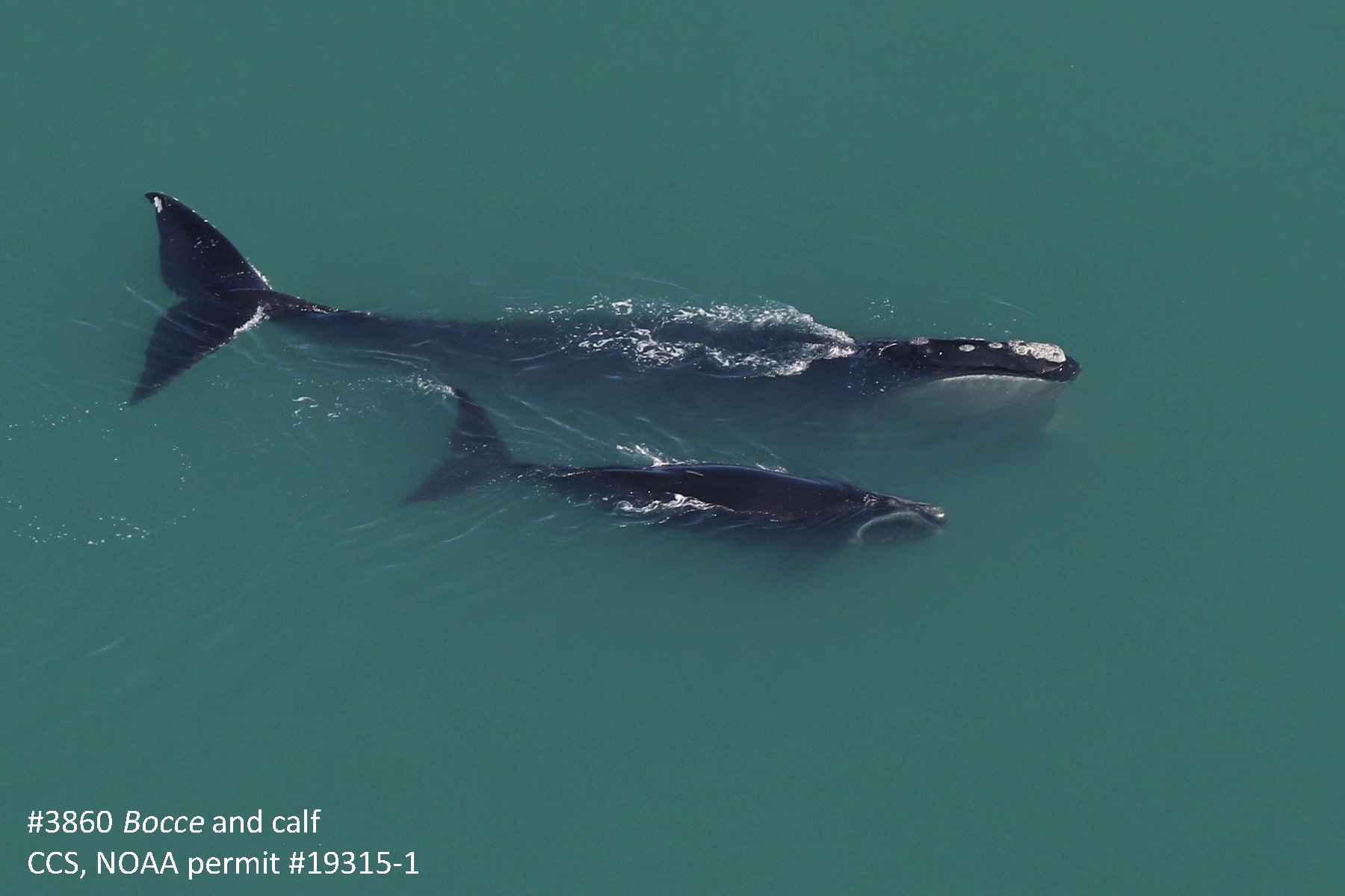 Cape Cod Bay  Center for Coastal Studies