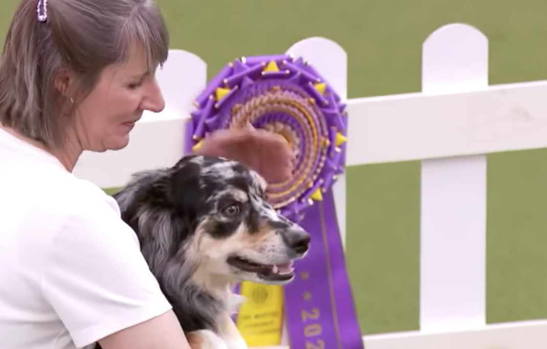 Yellow lab with N.Y. Yankees link steps up to plate at Westminster dog show  (with TV schedule)