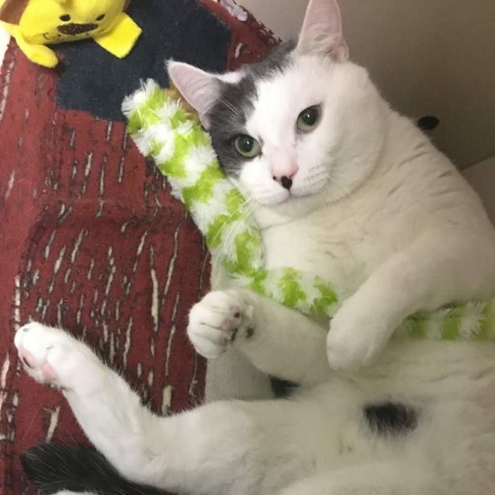 N.J.pets in need Sept. 27, 2021