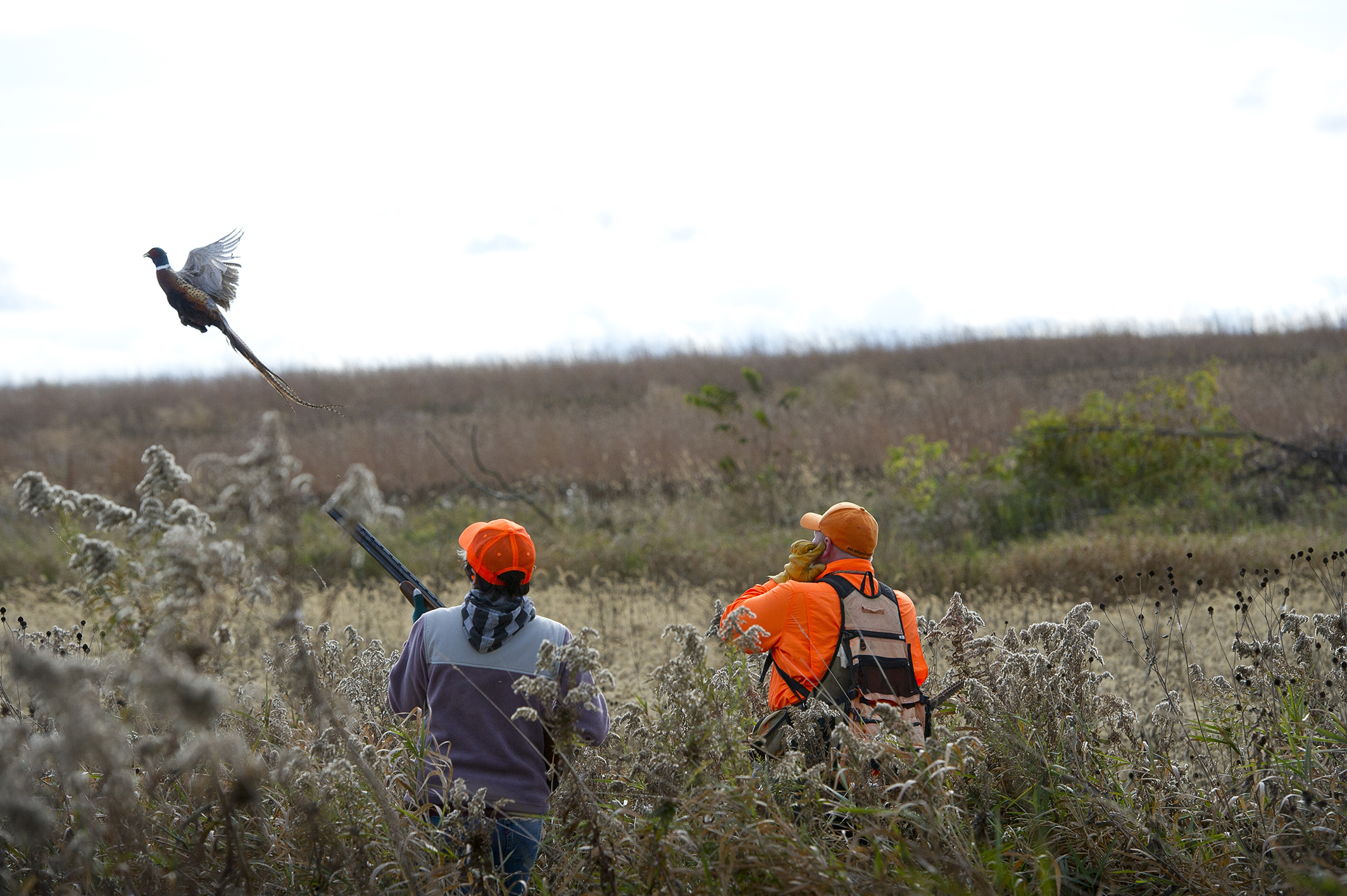 Michigan DNR creates new pheasant hunting license, see where birds will be released in 2021