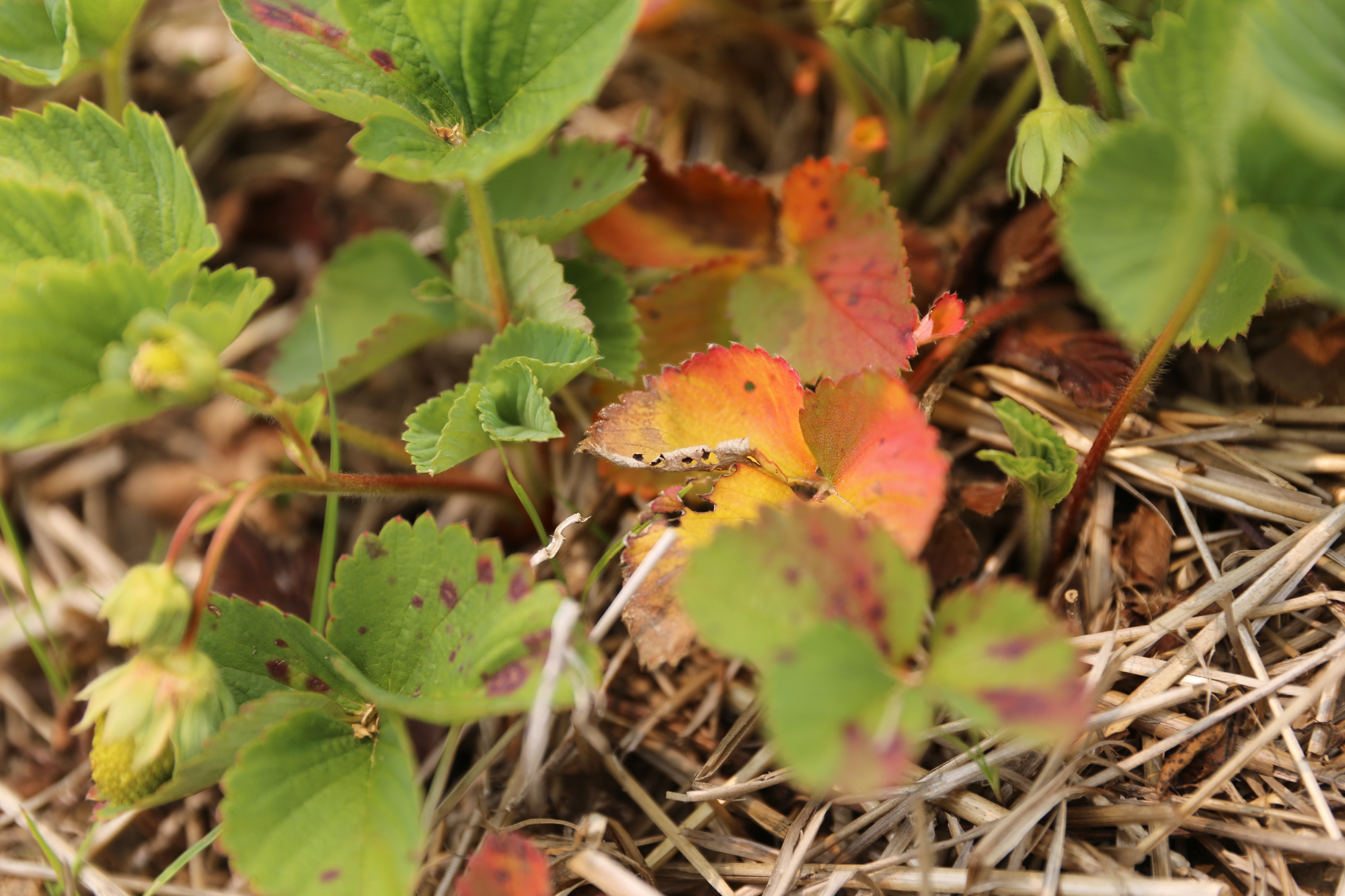 Lack of rain affecting local farms - cleveland.com