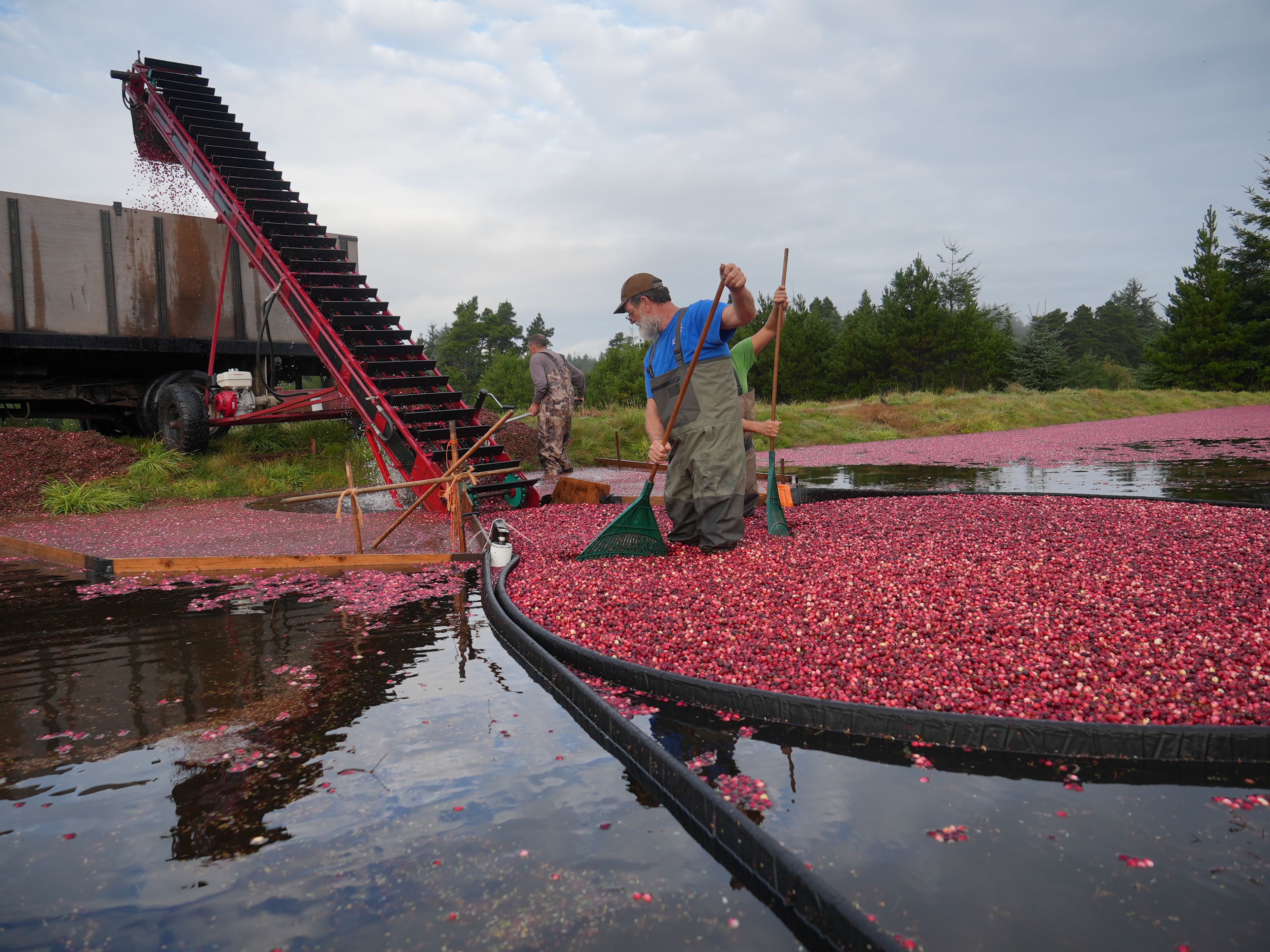 Cranberry harvest - oregonlive.com
