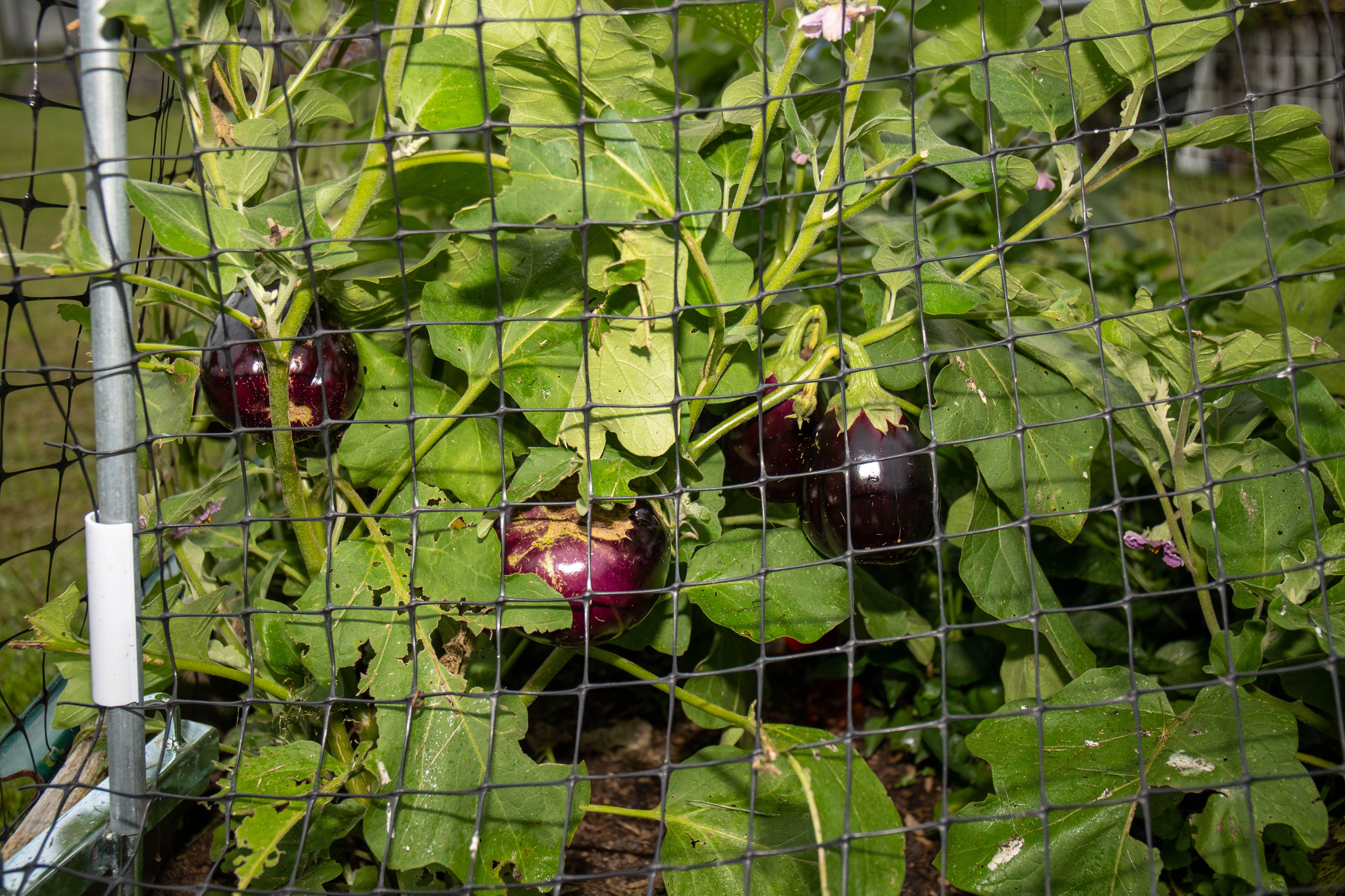Rick Sayles runs the community garden program in Steelton - pennlive.com
