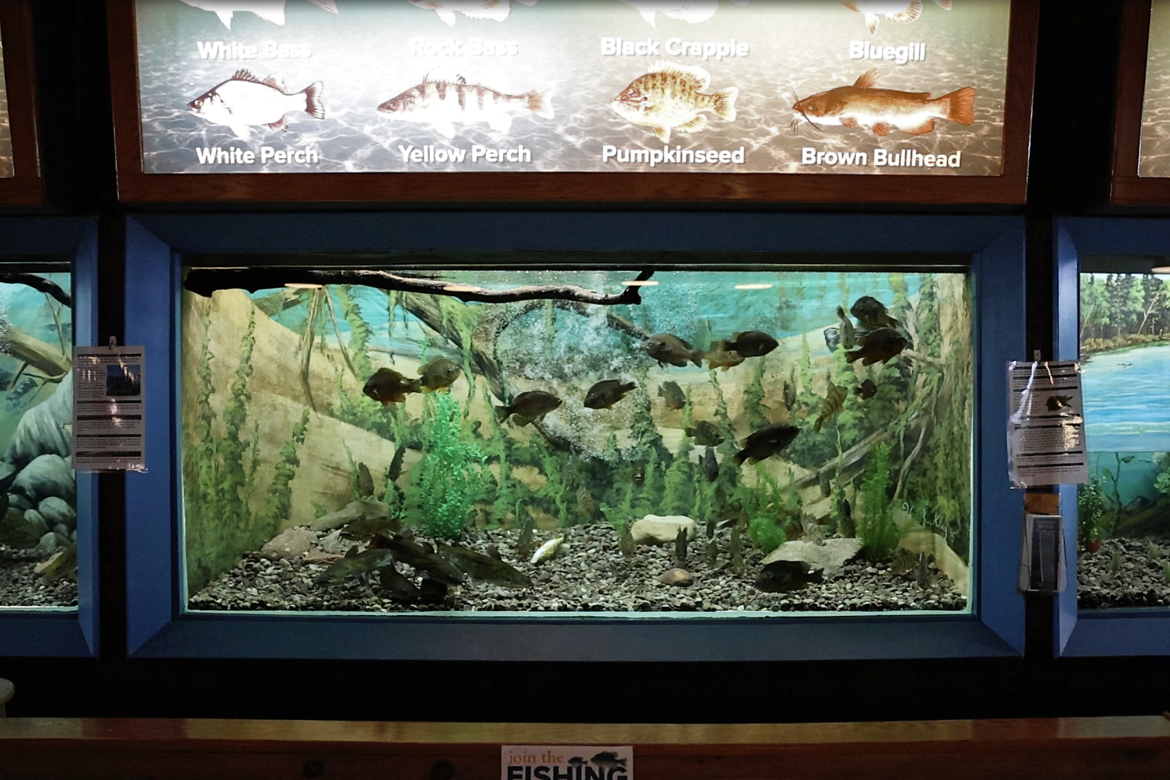 Fish stocked at the DEC aquarium at the 2024 NYS Fair - syracuse.com