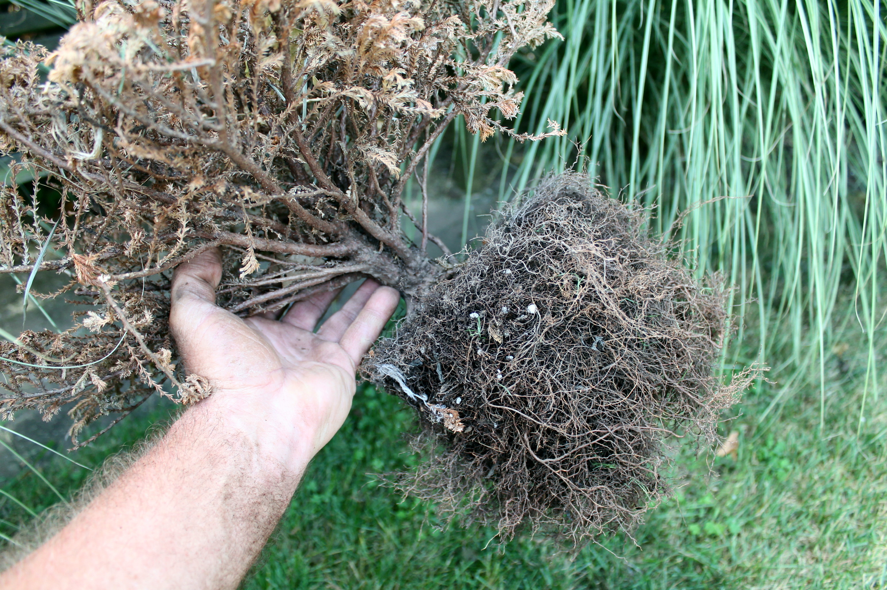Your dead plants can teach you how to garden better next year - pennlive.com