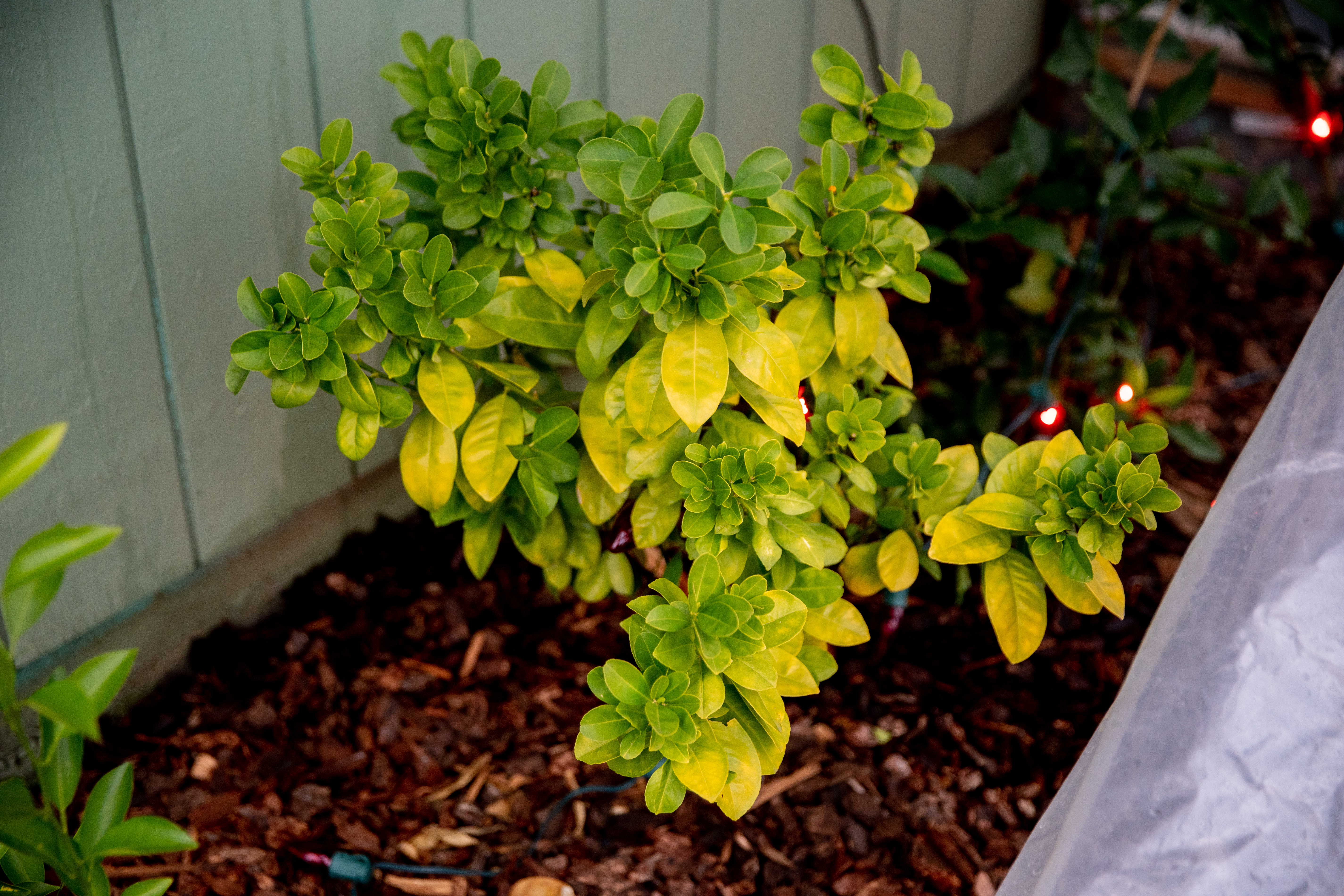 Hardy citrus in Oregon - oregonlive.com
