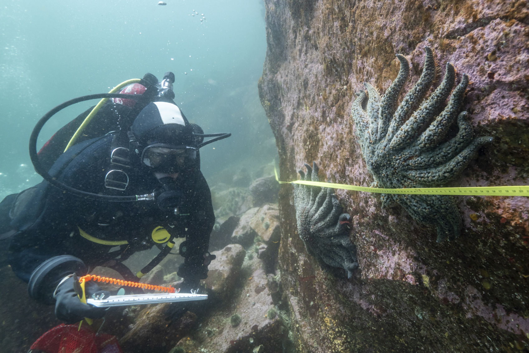 Culprit behind mass sea star deaths along Pacific coast revealed