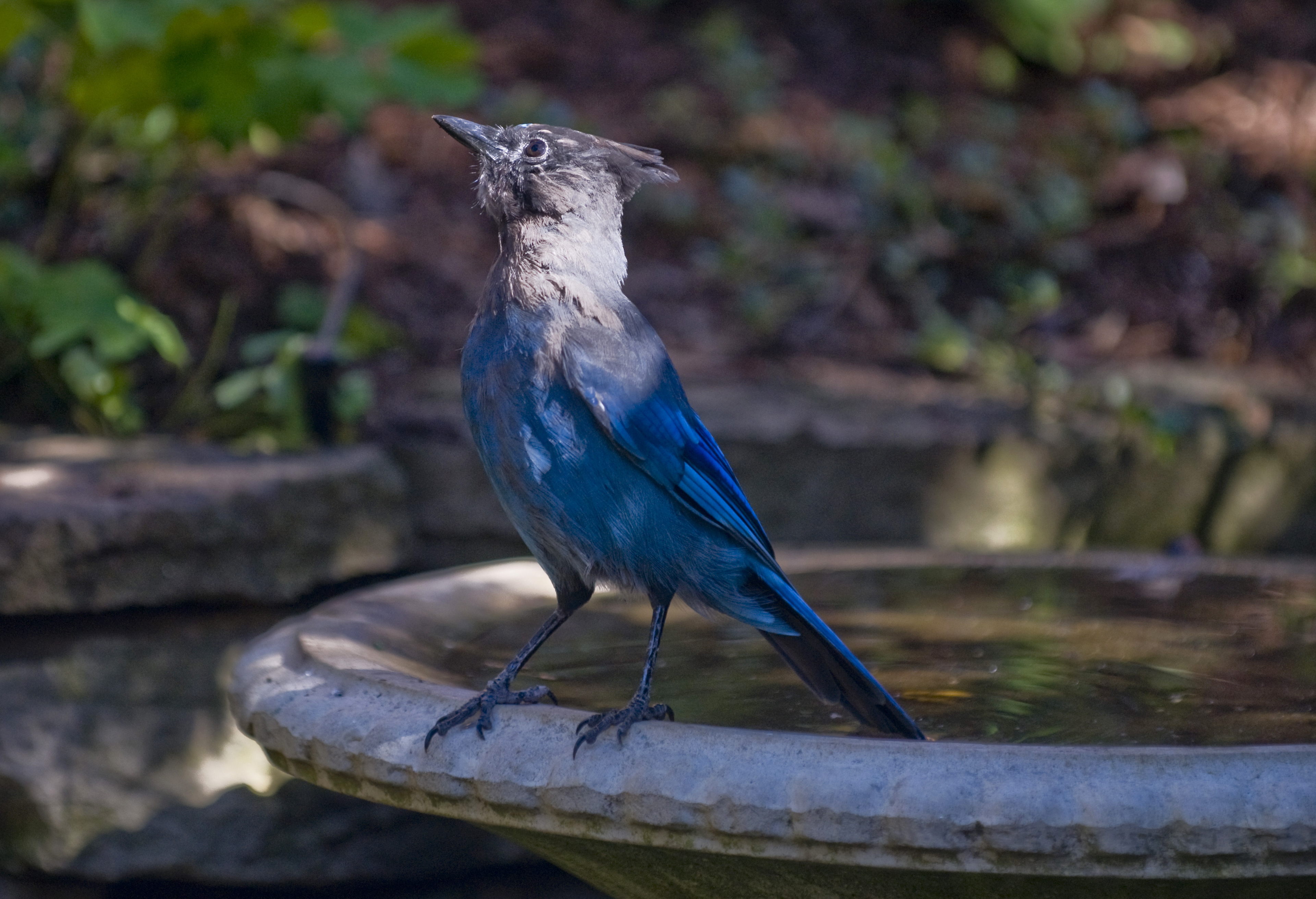 Preening selling Stellar Jay - Archival Reproduction