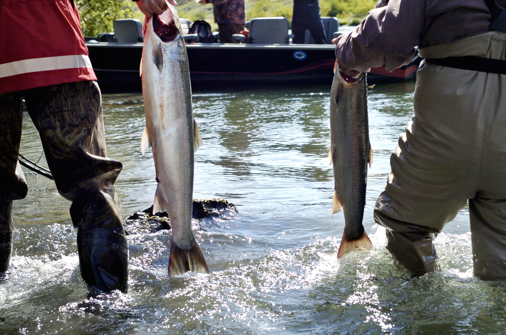 Summer steelhead fishing to close on lower Deschutes River, 3 other  Columbia tributaries 